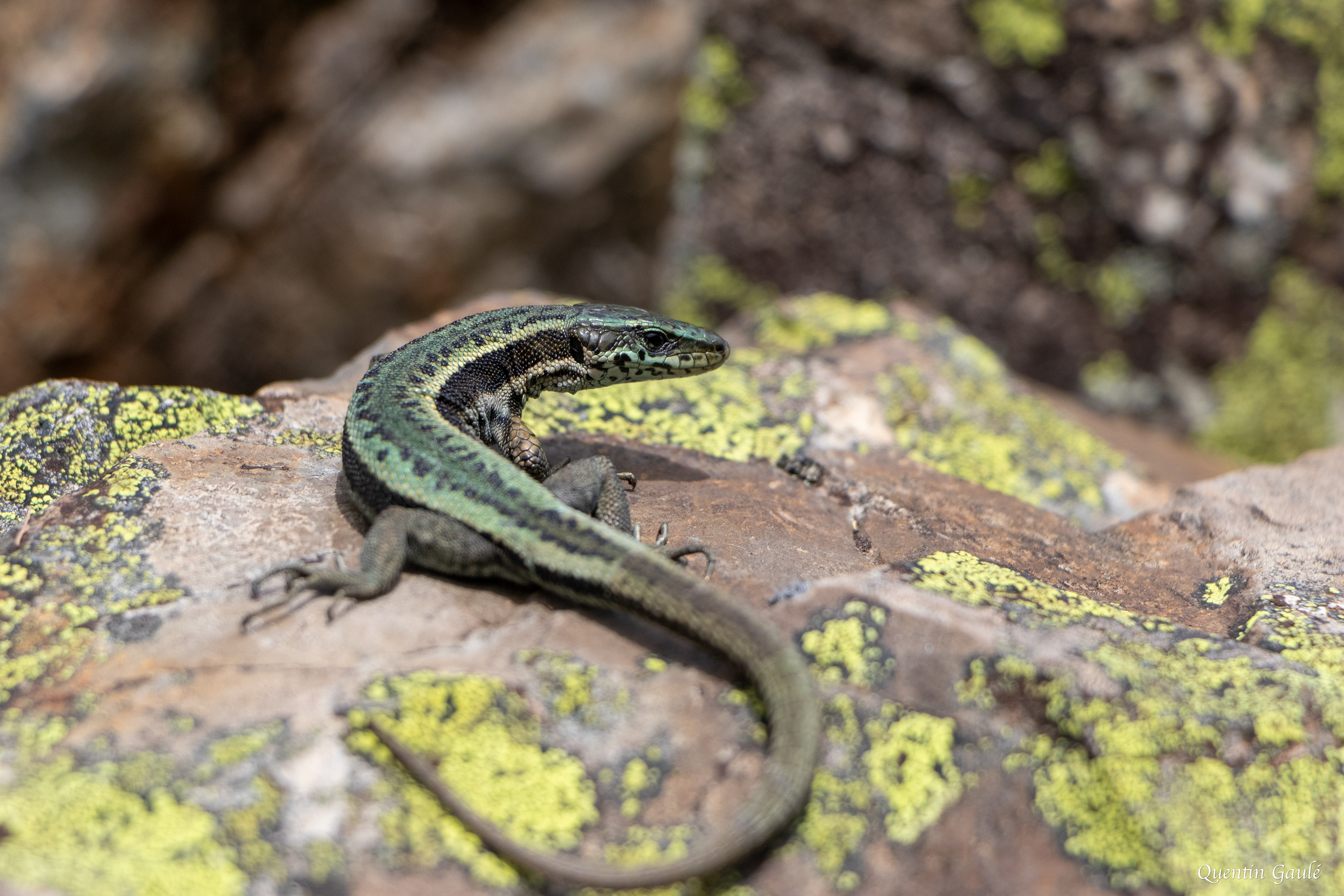 Lézard du Val d'Aran (berolacerta aranica) - Étang d'Eychelle, Bethmale, Ariège (09)