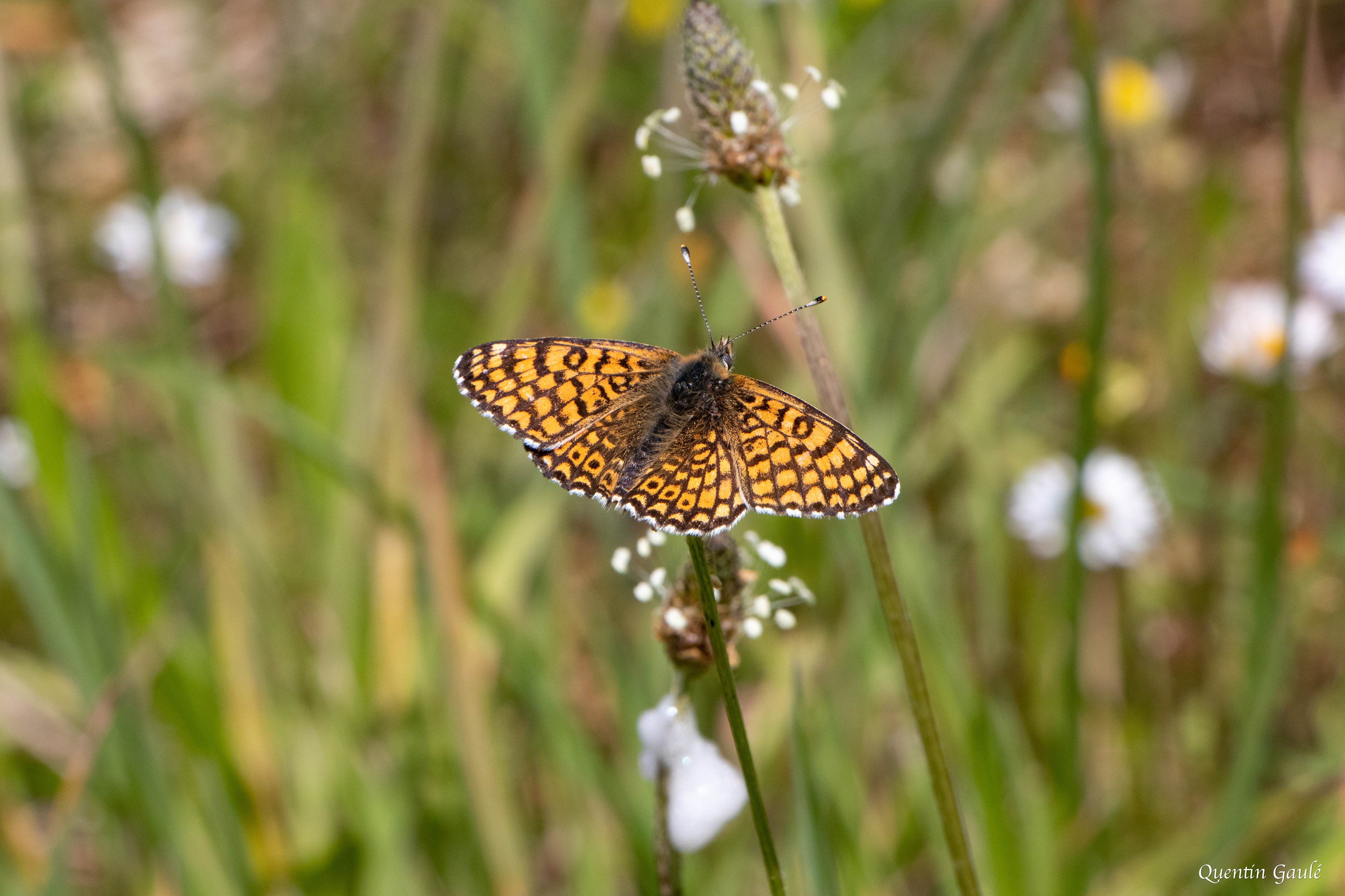 Damier de la succise (Euphydryas aurinia) - Auch (32)