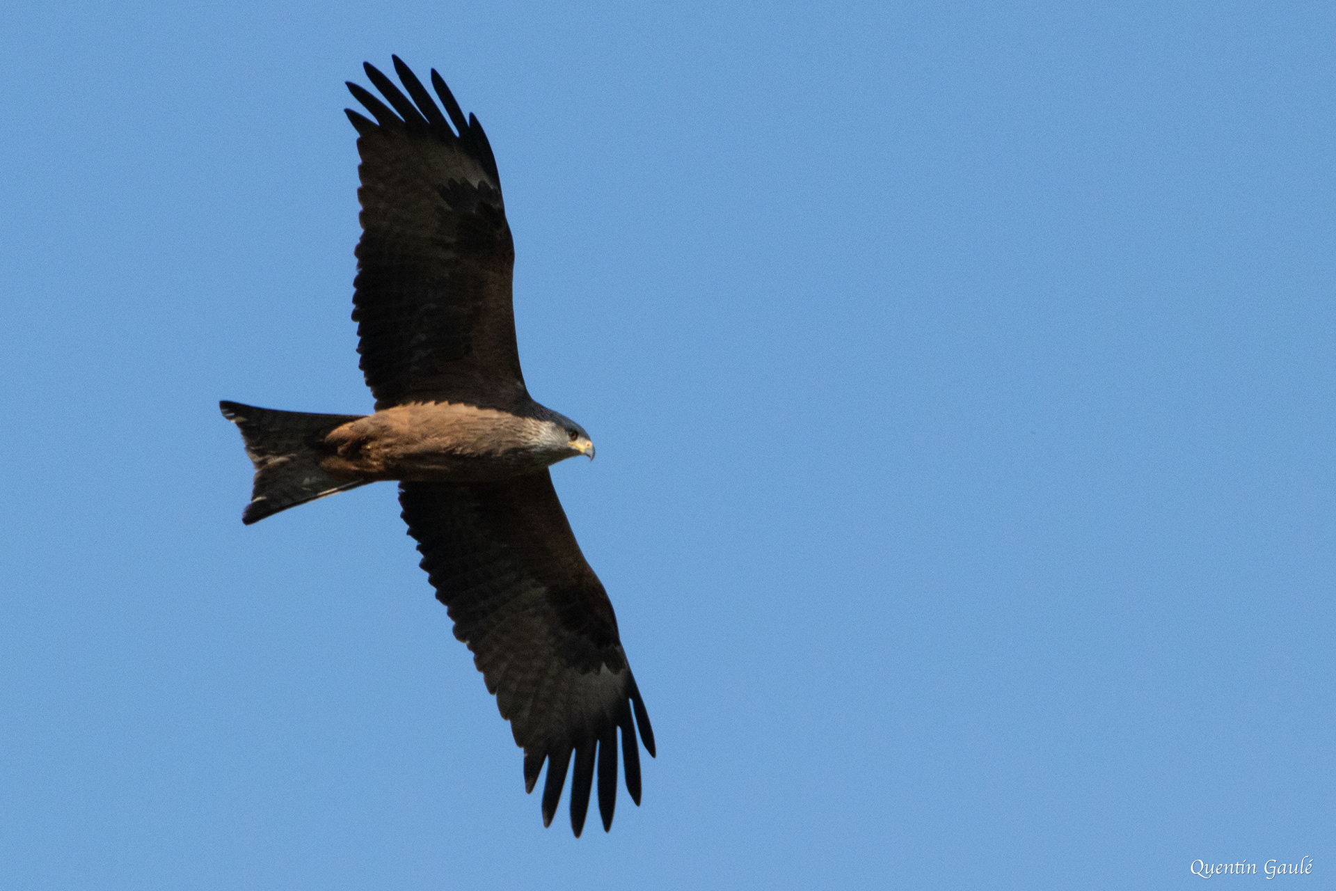Milan noir (Milvus migrans) - Peigney, Haute-Marne (52)