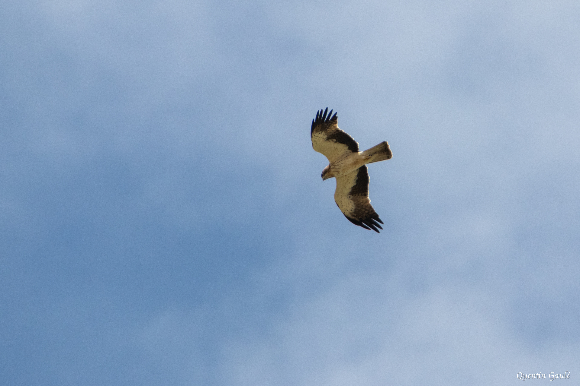 Aigle botté (Hieraaetus pennatus) - Arguedas, Navarre (Espagne)