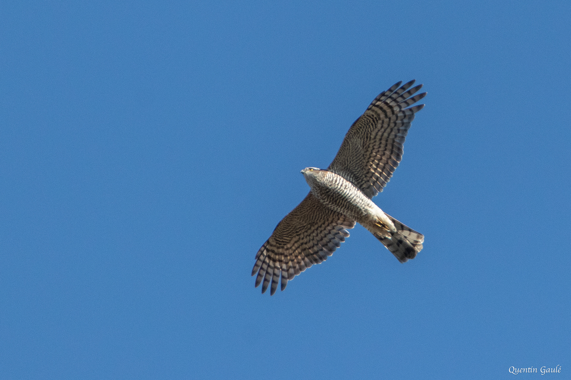 Autour des palombes (Accipiter gentilis) - Riaucourt, Haute-Marne (52)