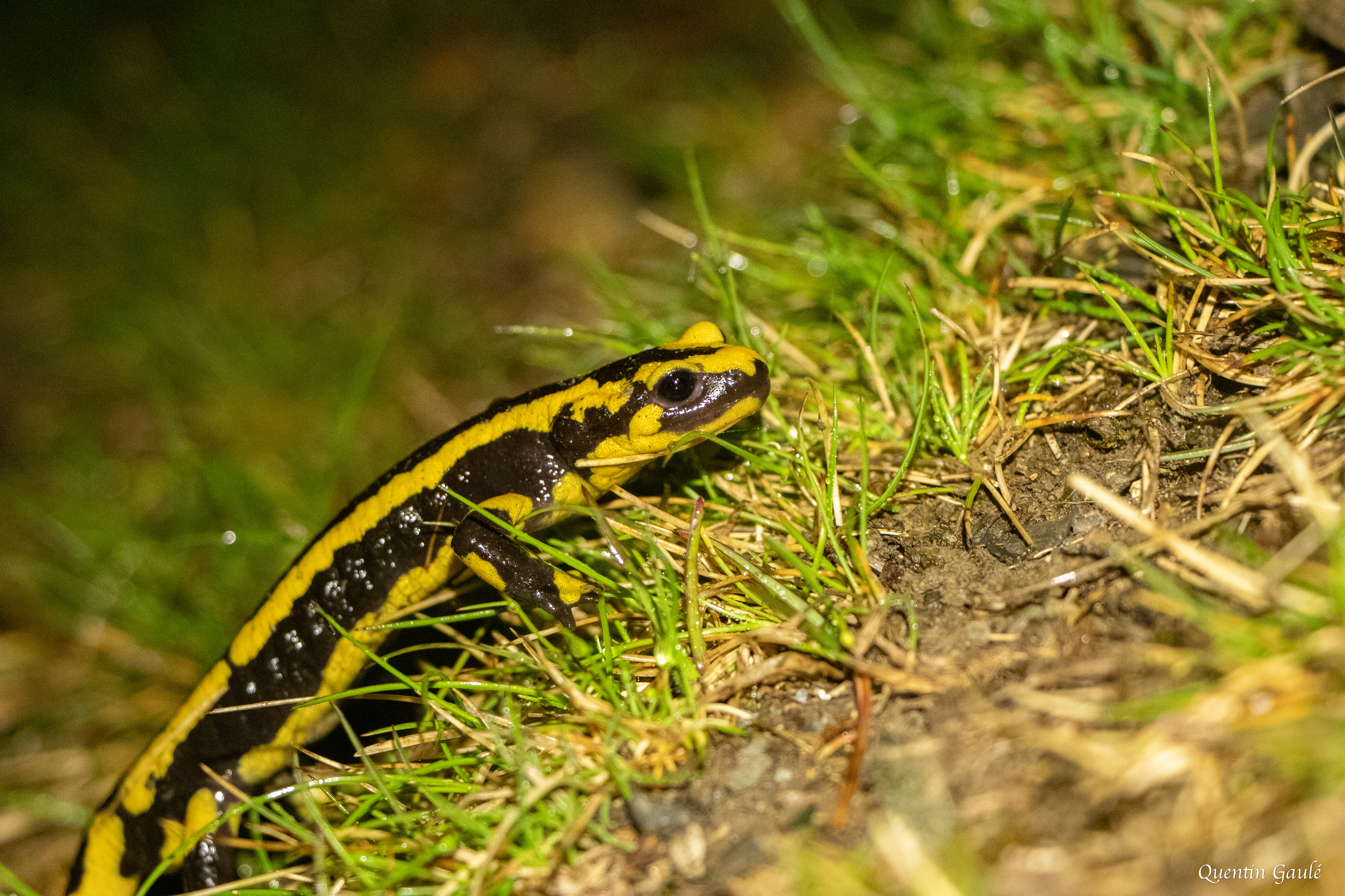 Salamandre tachetée (Salamandra salamandra) - Gourette, Eaux-Bonnes (64)