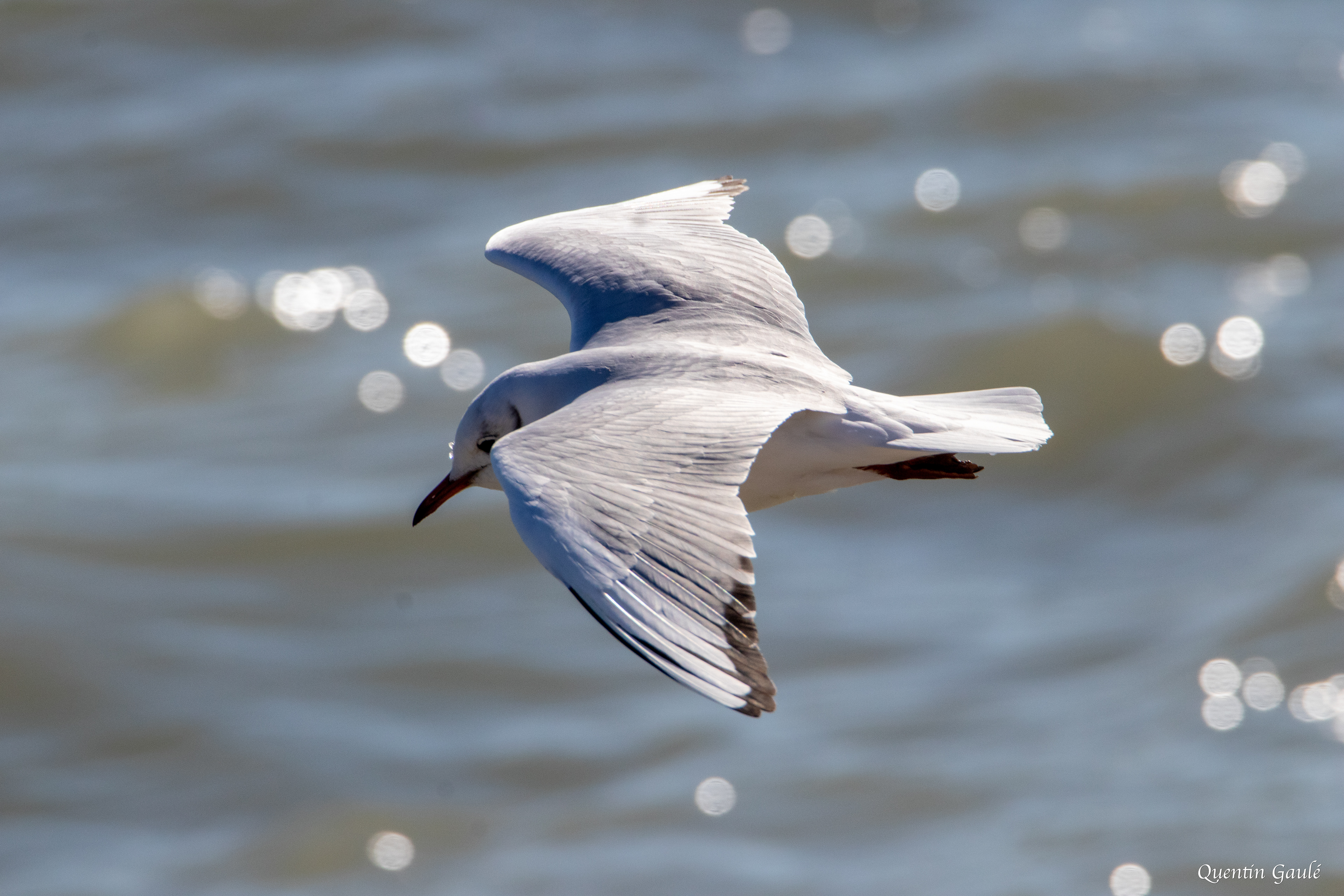 Mouette rieuse (Chroicocephalus ridibundus) - Lac du Der-Chantecoq (51)