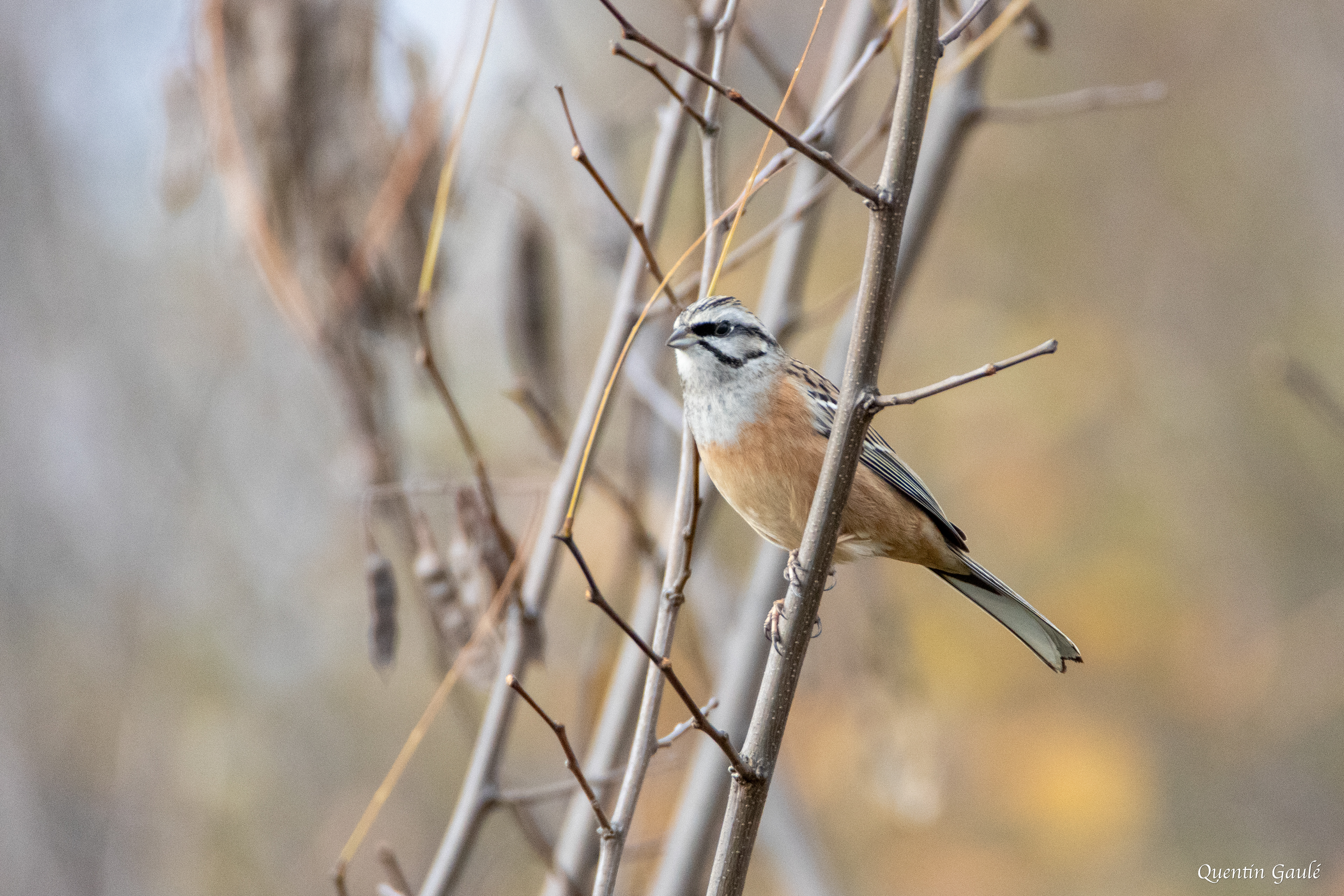 Bruant fou (Emberiza cia) - Ossun, Hautes-Pyrénées (65)