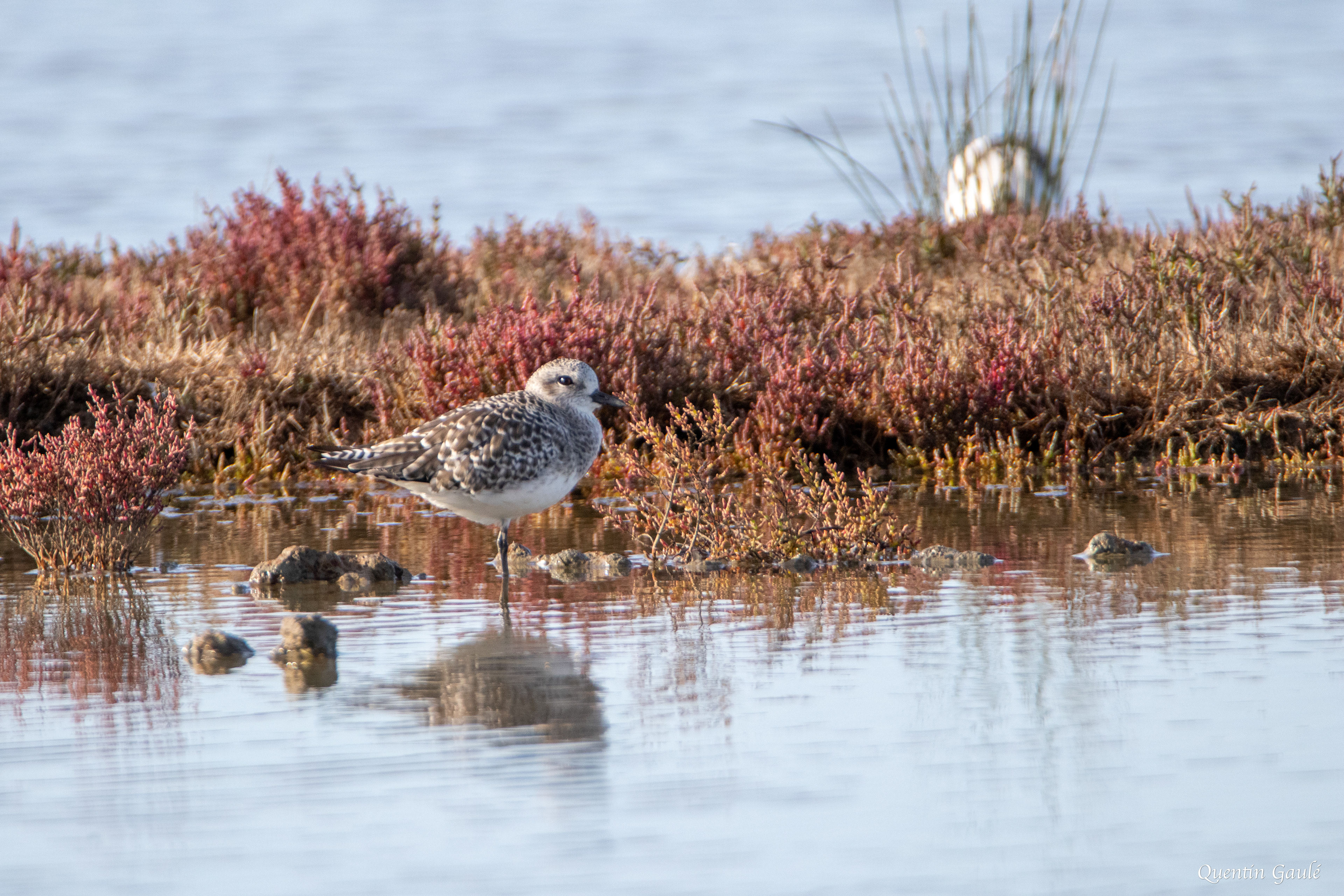 Pluvier argenté (Pluvialis squatarola) - Réserve ornithologique du Teich (33)