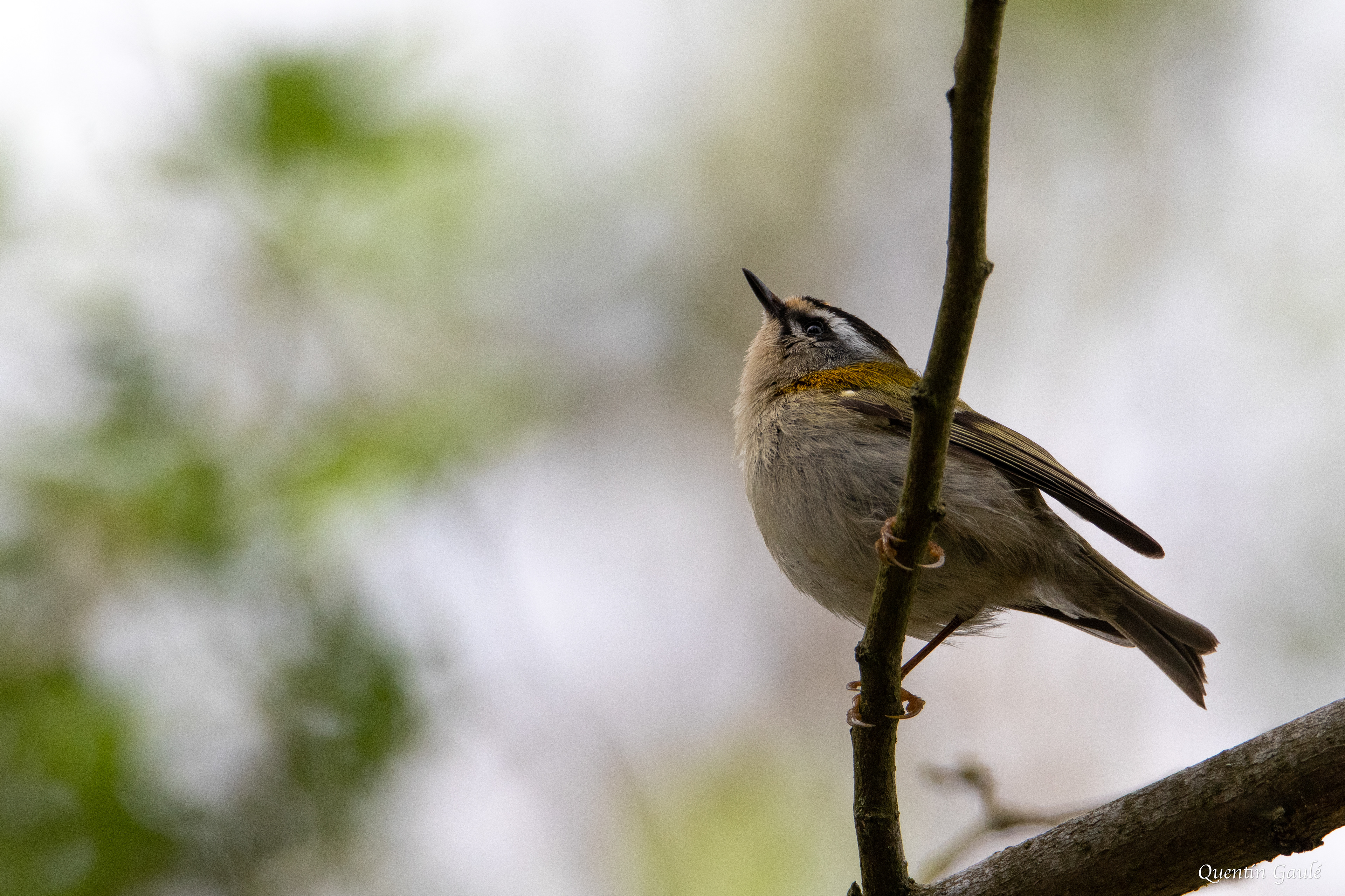 Roitelet à triple bandeau (Regulus ignicapilla) - Saint-Faust (64)