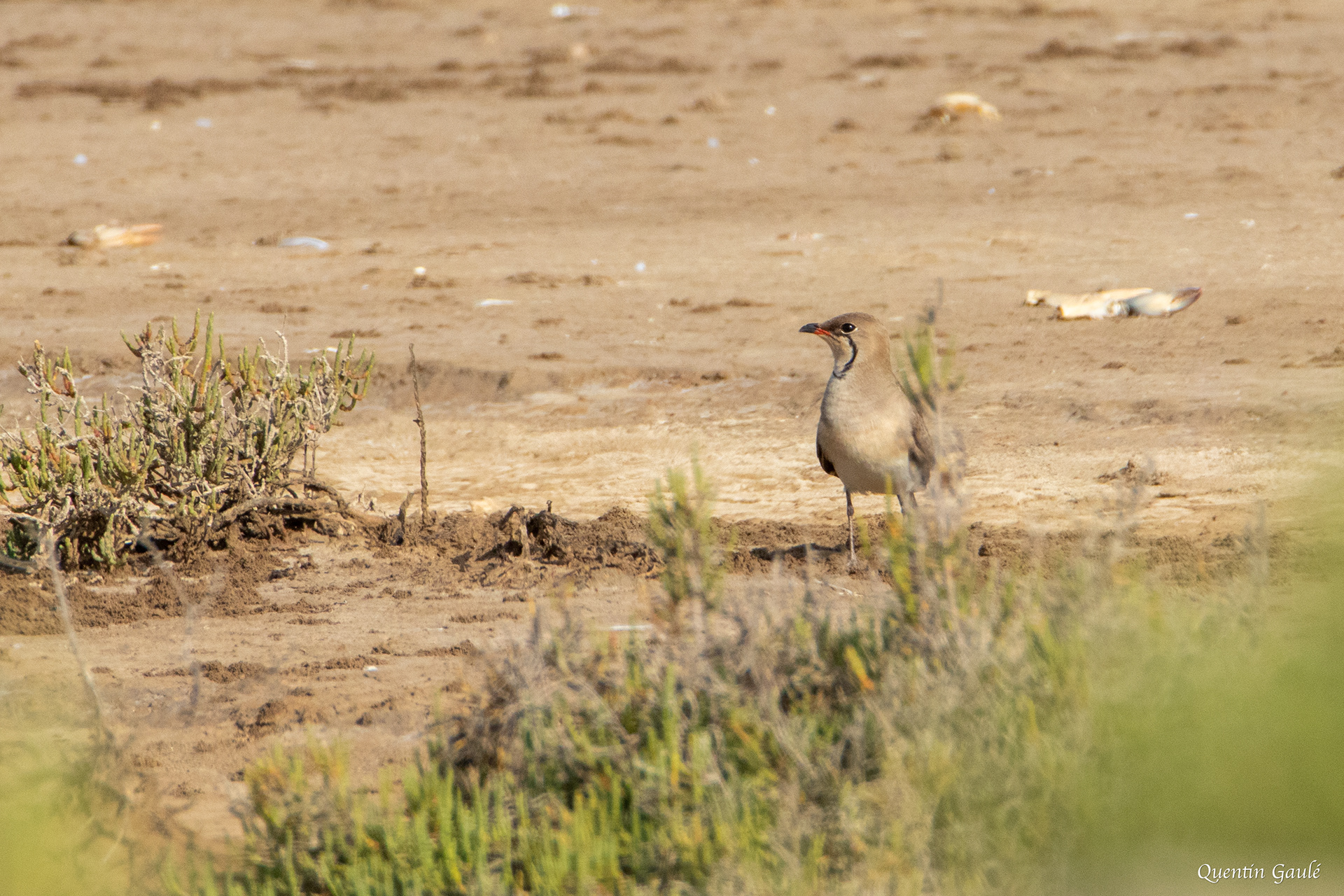 Glaréole à collier (Glareola pratincola) - Parc Naturel du Delta de l'Èbre, Catalogne (Espagne)