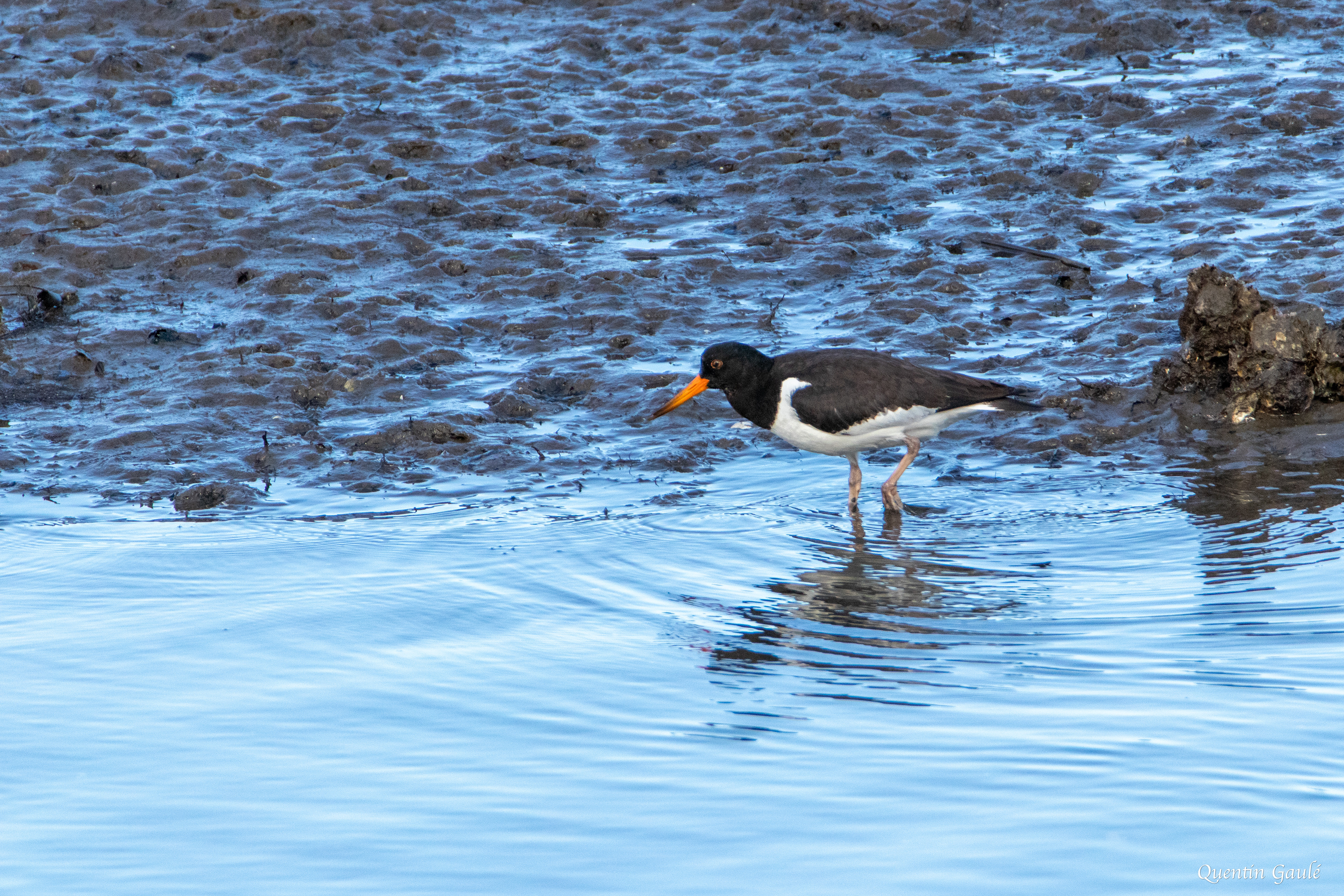 Huîtrier pie (Haematopus ostralegus) - Réserve écologique de Plaiaundi, Irun (Pays-basque espagnol)