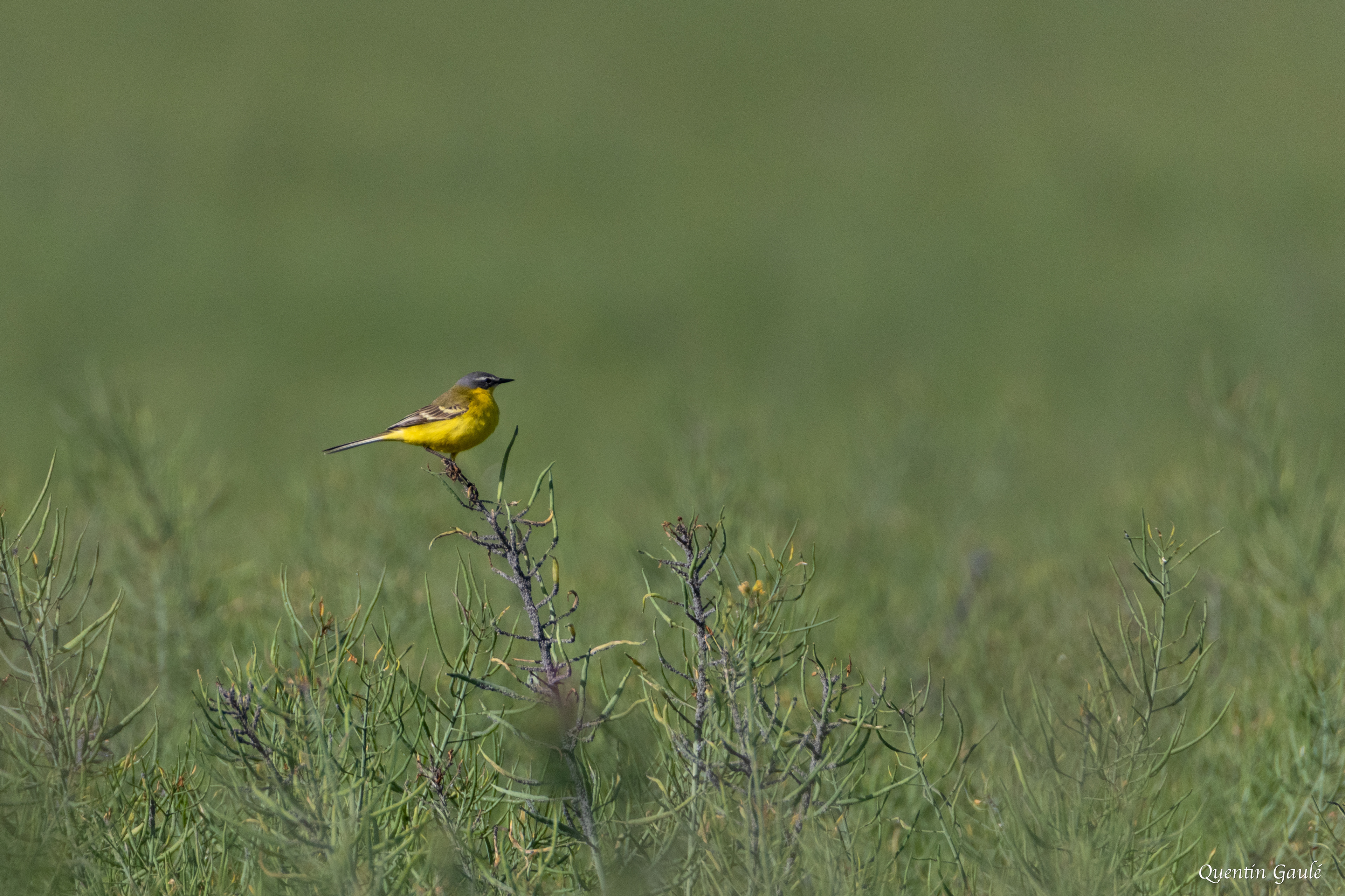 Bergeronnette printanière (Motacilla flava) - Chaunay, Vienne (86)