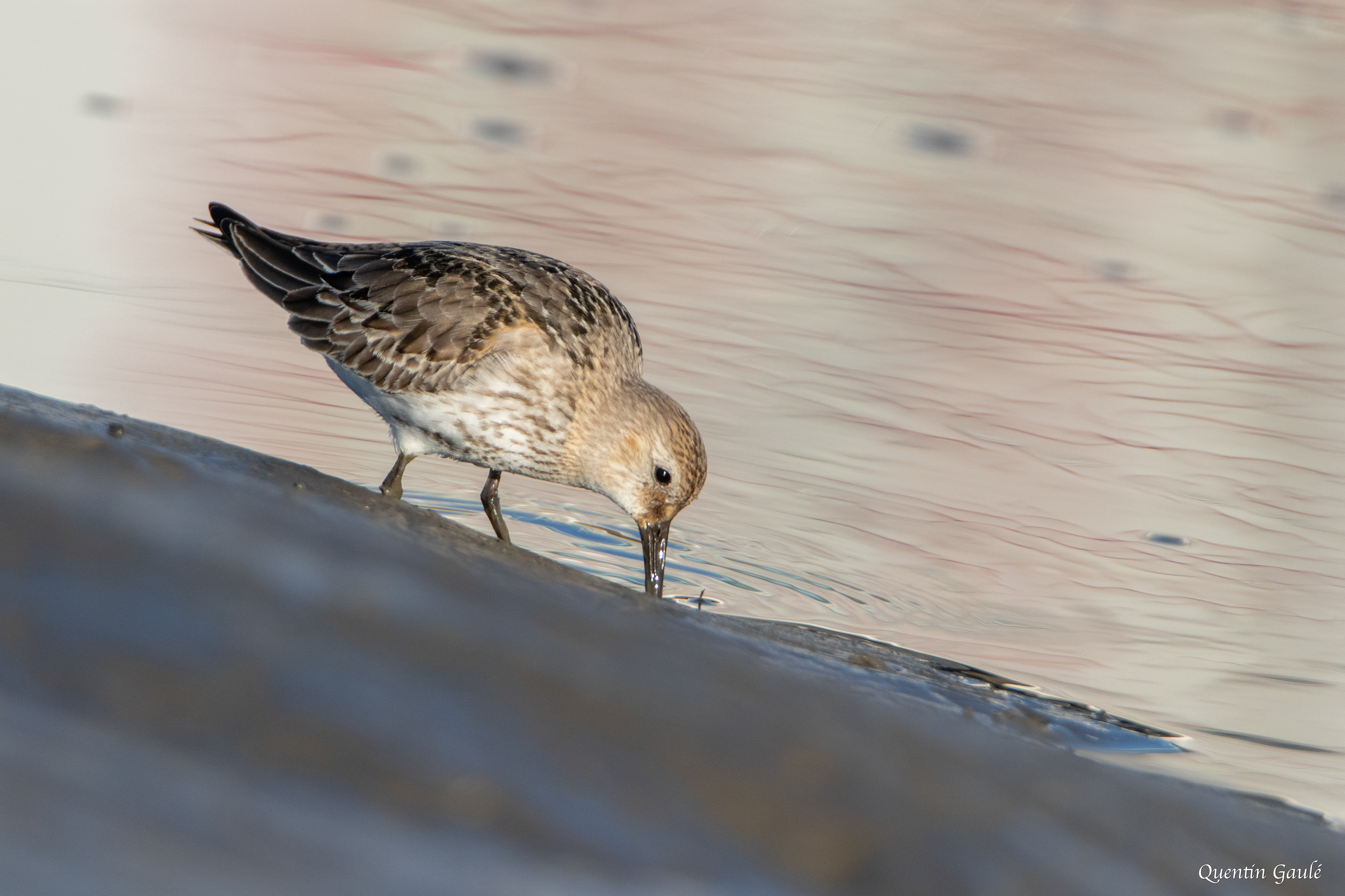Bécasseau variable (Calidris alpina) - Andernos-les-Bains (33)