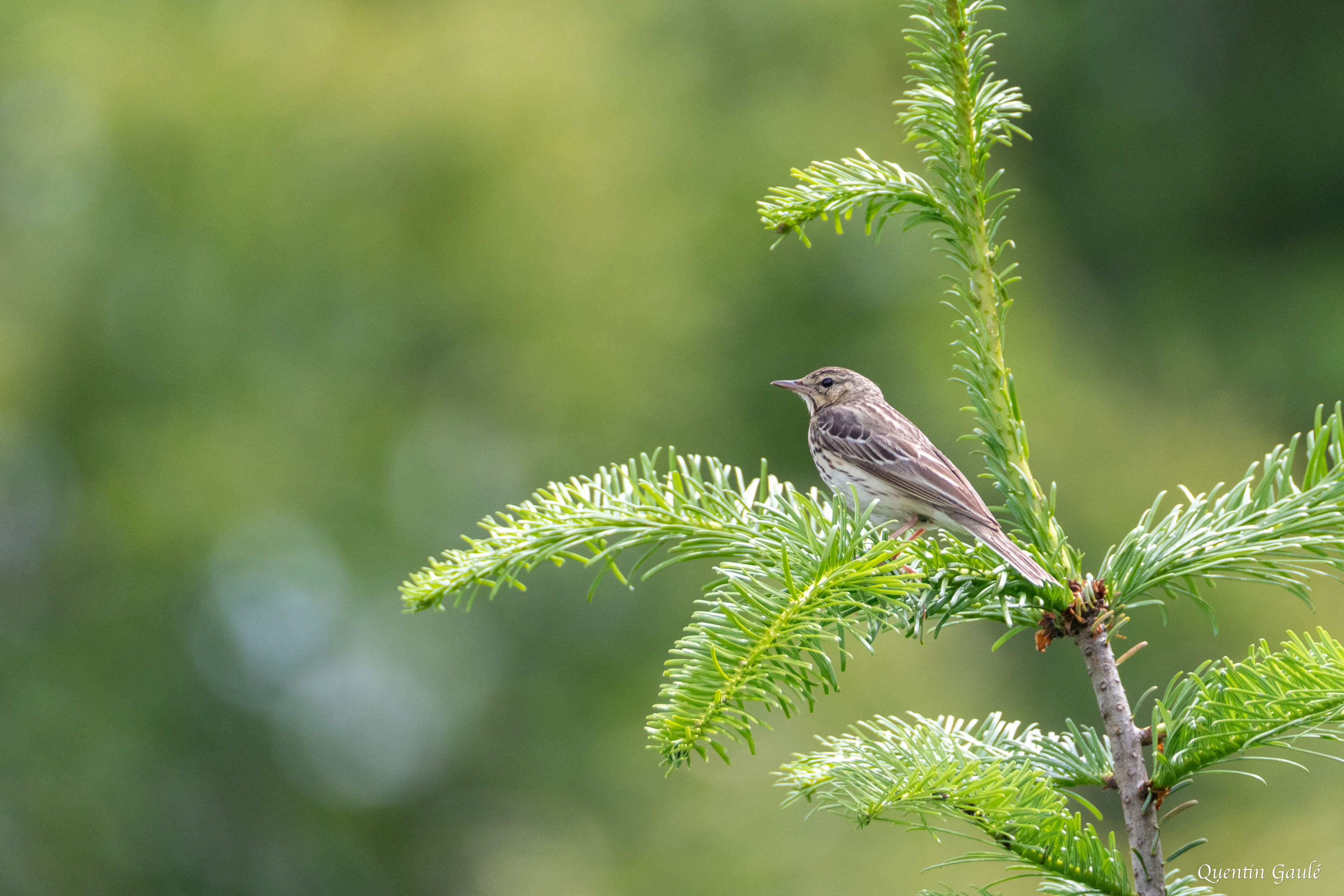 Pipit des arbres (Anthus trivialis) - Saint-Martin-Château, Creuse (23)