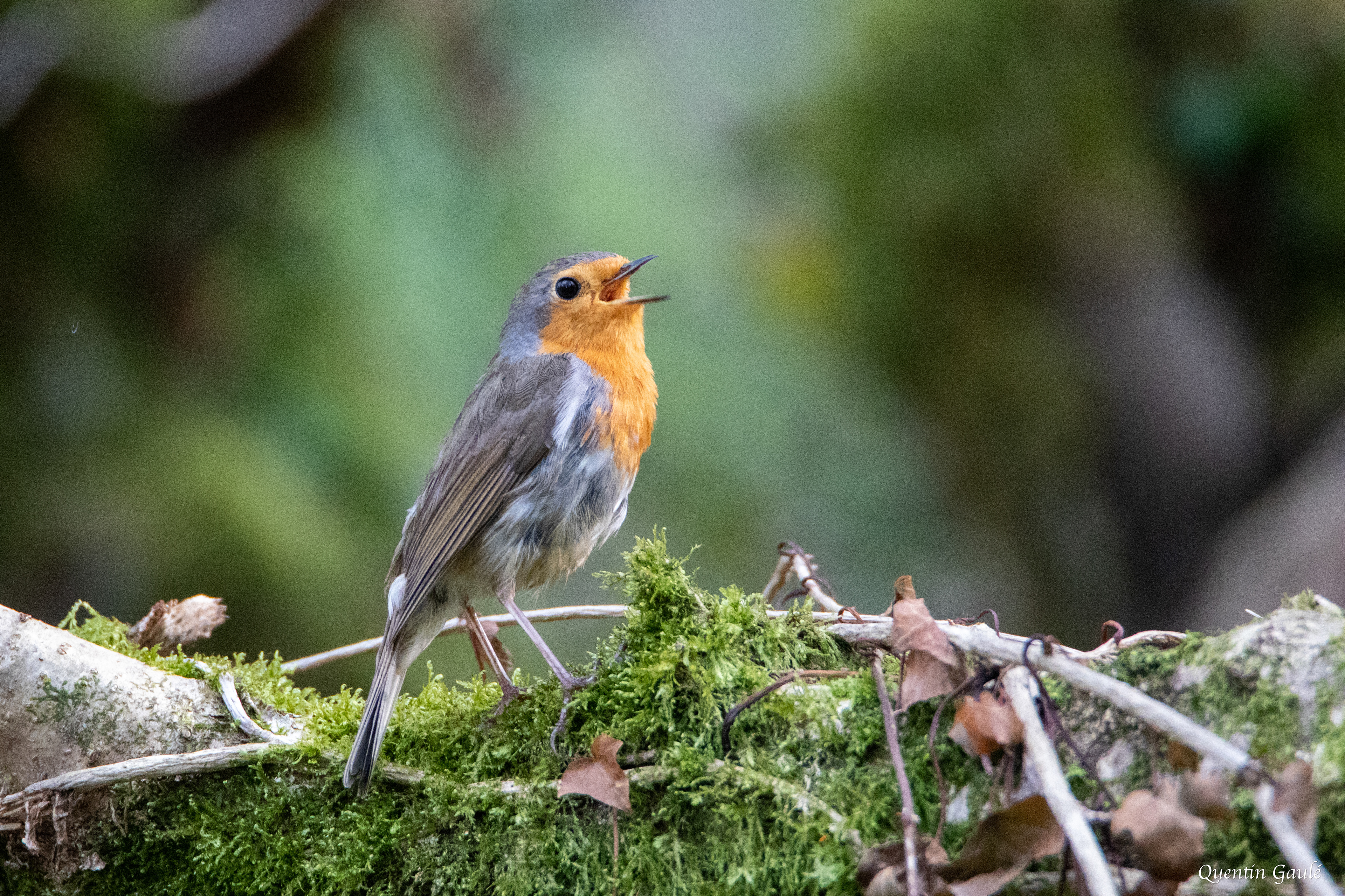 Rouge-gorge familier (Erithacus rubecula) - Gelos (64)