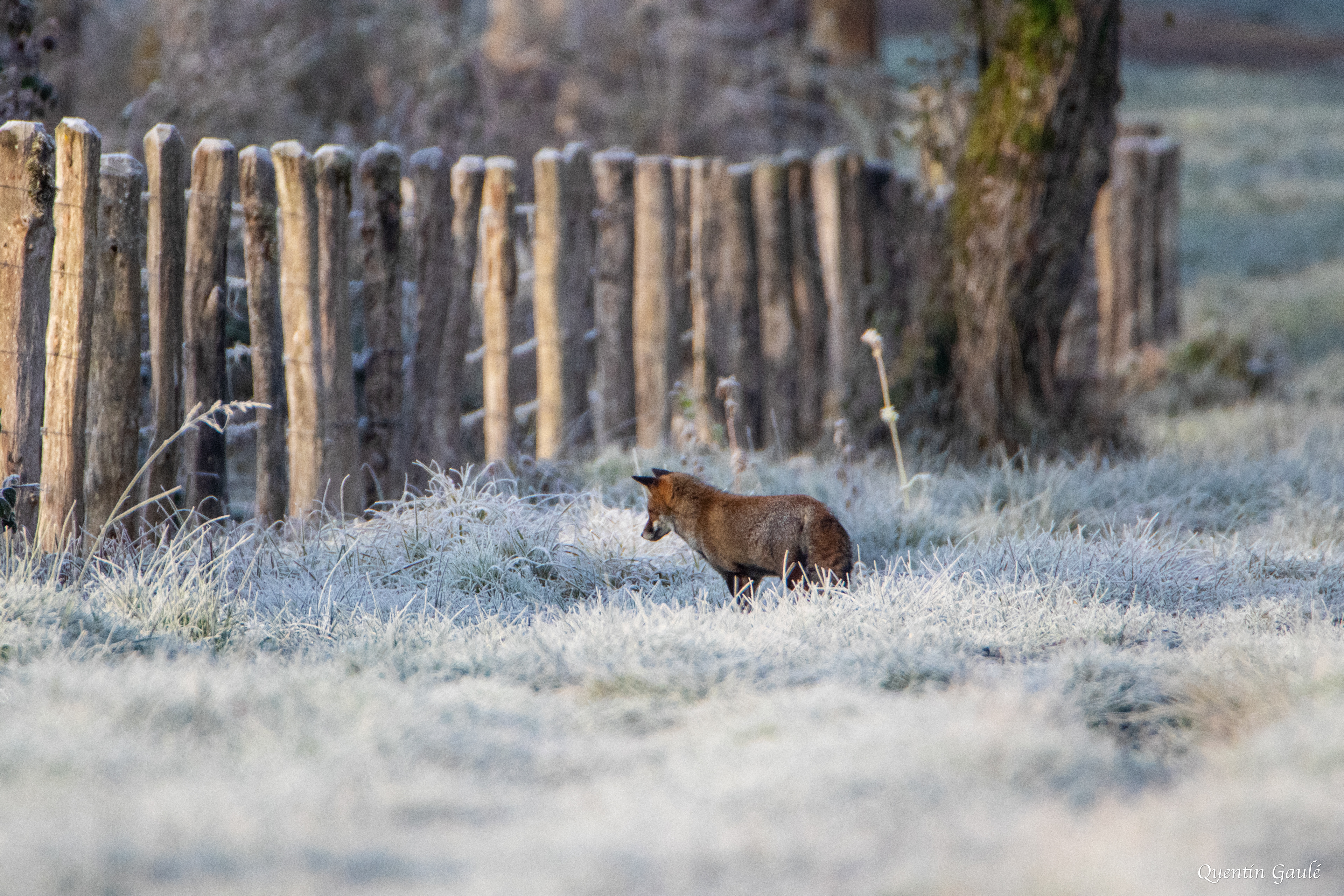 Renard roux (Vulpes vulpes) - Lac de Charmes (52)