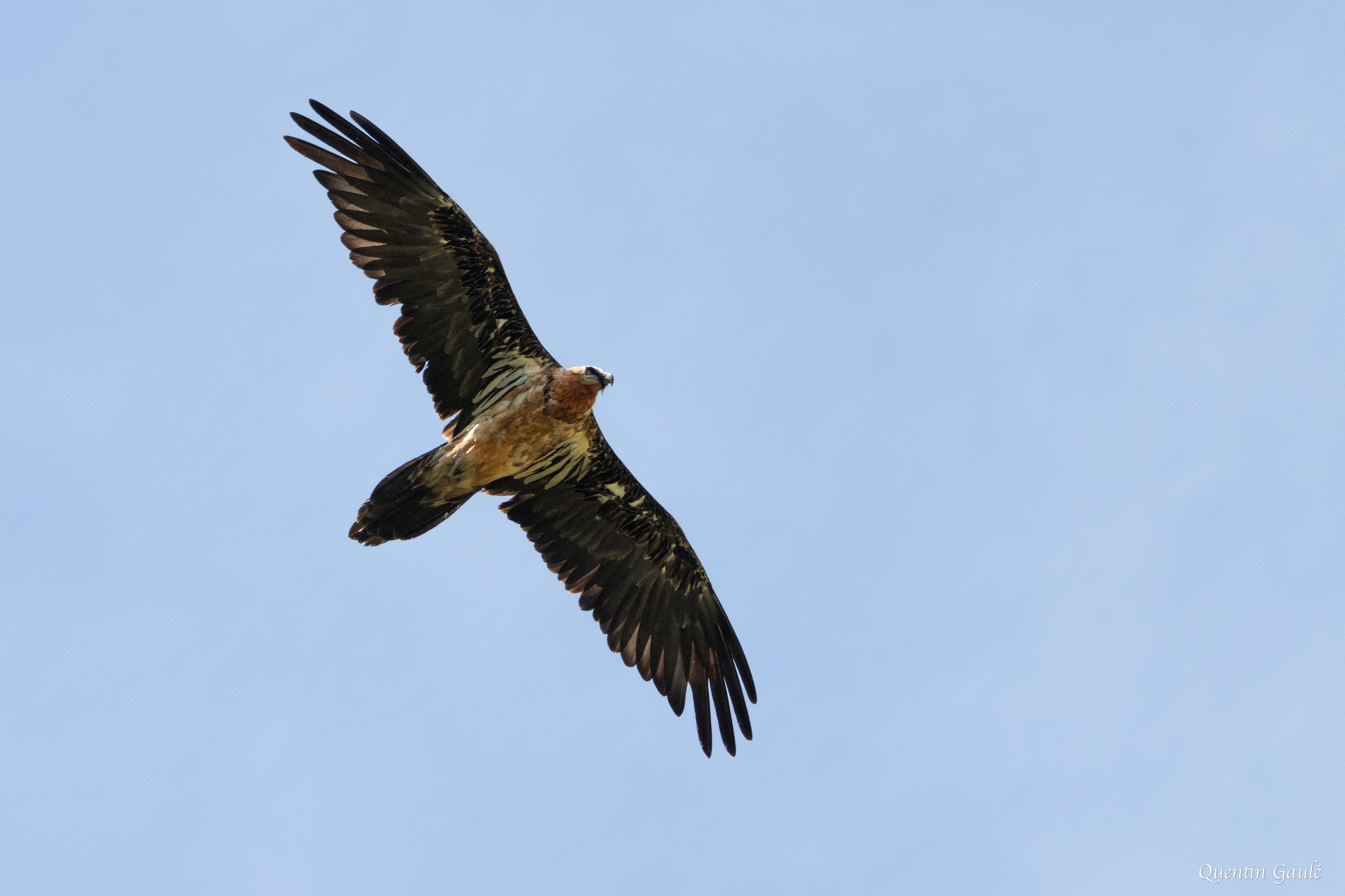 Gypaète barbu (Gypaetus barbatus) - Étang d'Eychelle, Bethmale, Ariège (09)