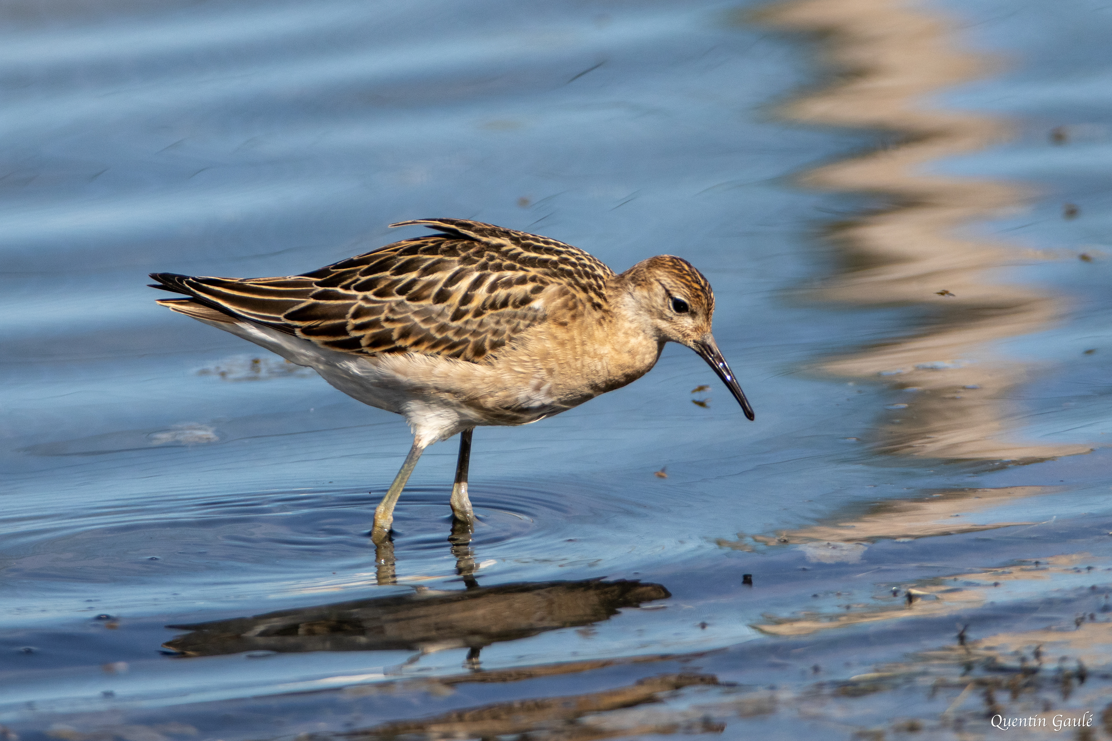 Combattant varié (Calidris pugnax) - Réserve ornithologique du Teich (33)