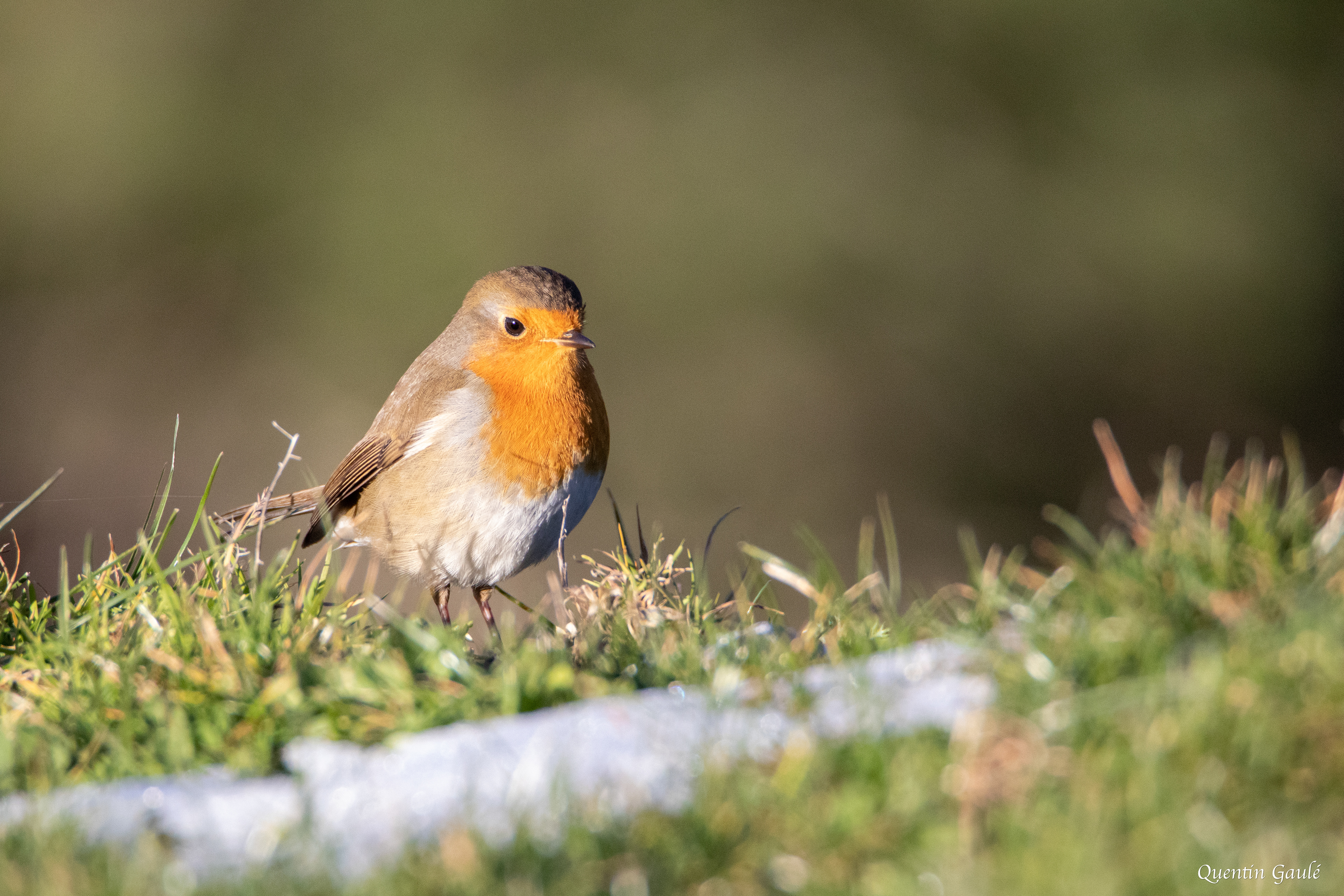 Rouge-gorge familier (Erithacus rubecula) - La Pierre Saint-Martin, Arette (64)