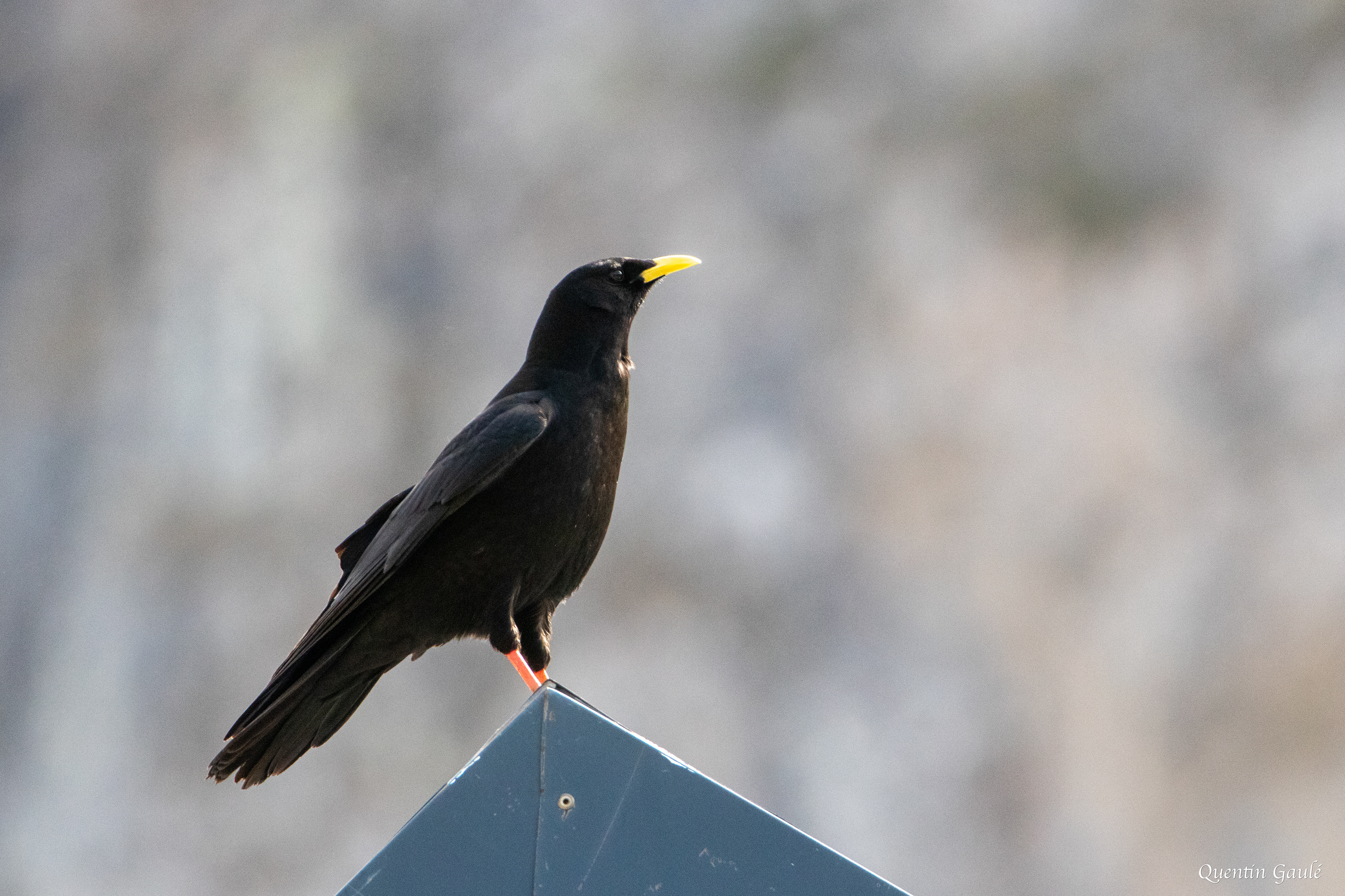 Chocard à bec jaune (Pyrrhocorax graculus) - Col du Pourtalet, Laruns (64)