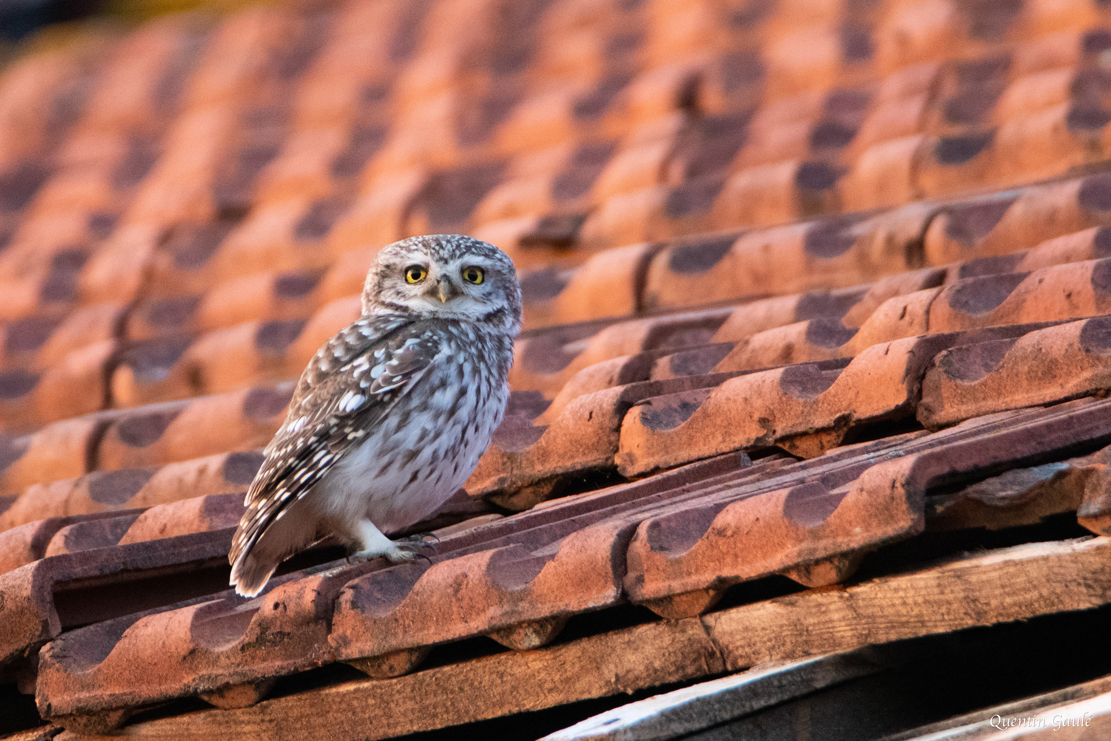 Chevêche d'Athéna (Athene noctua) - Coupray, Haute-Marne (52)