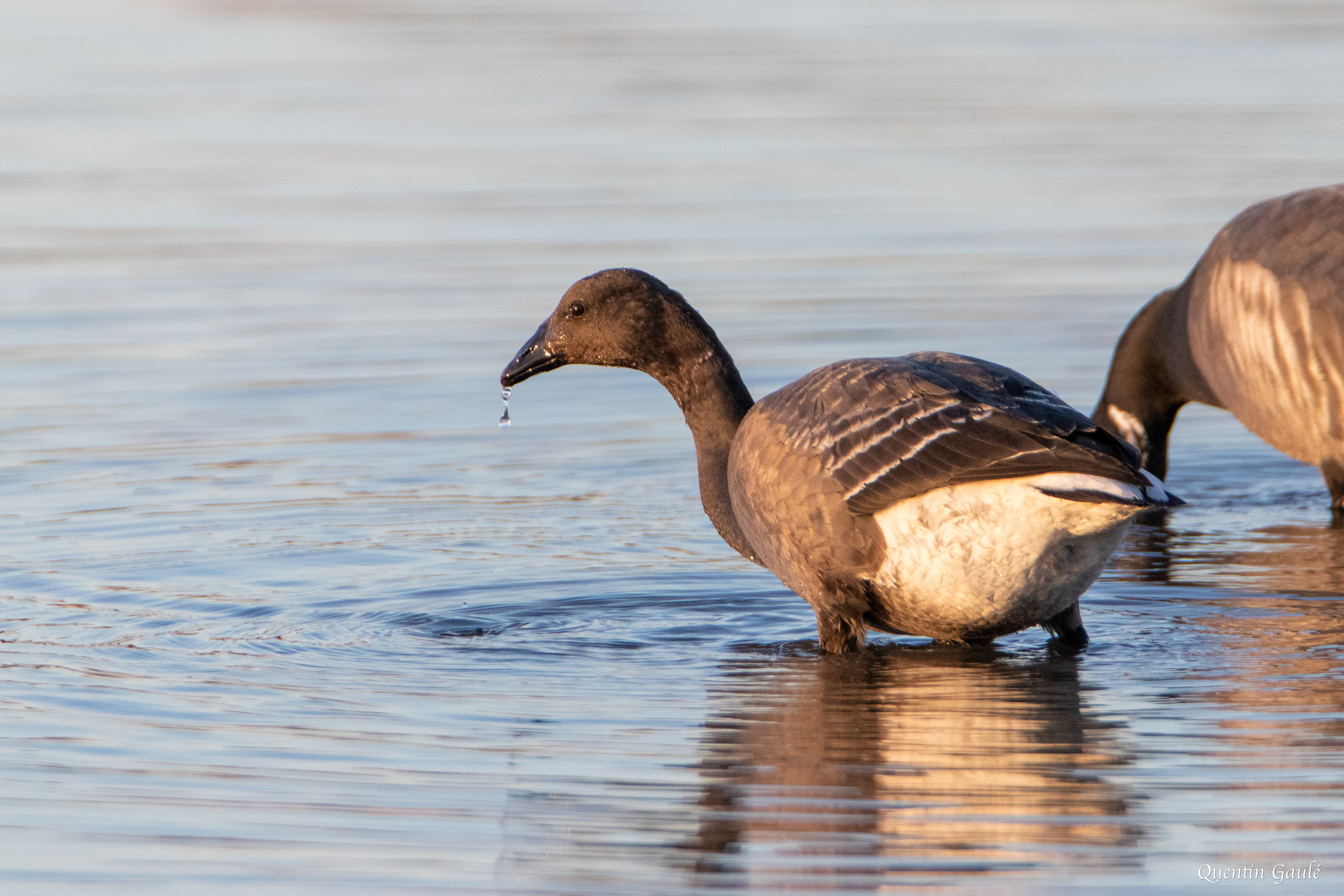 Bernache cravant (Branta bernicla) - Andernos-les-Bains, Gironde (33)