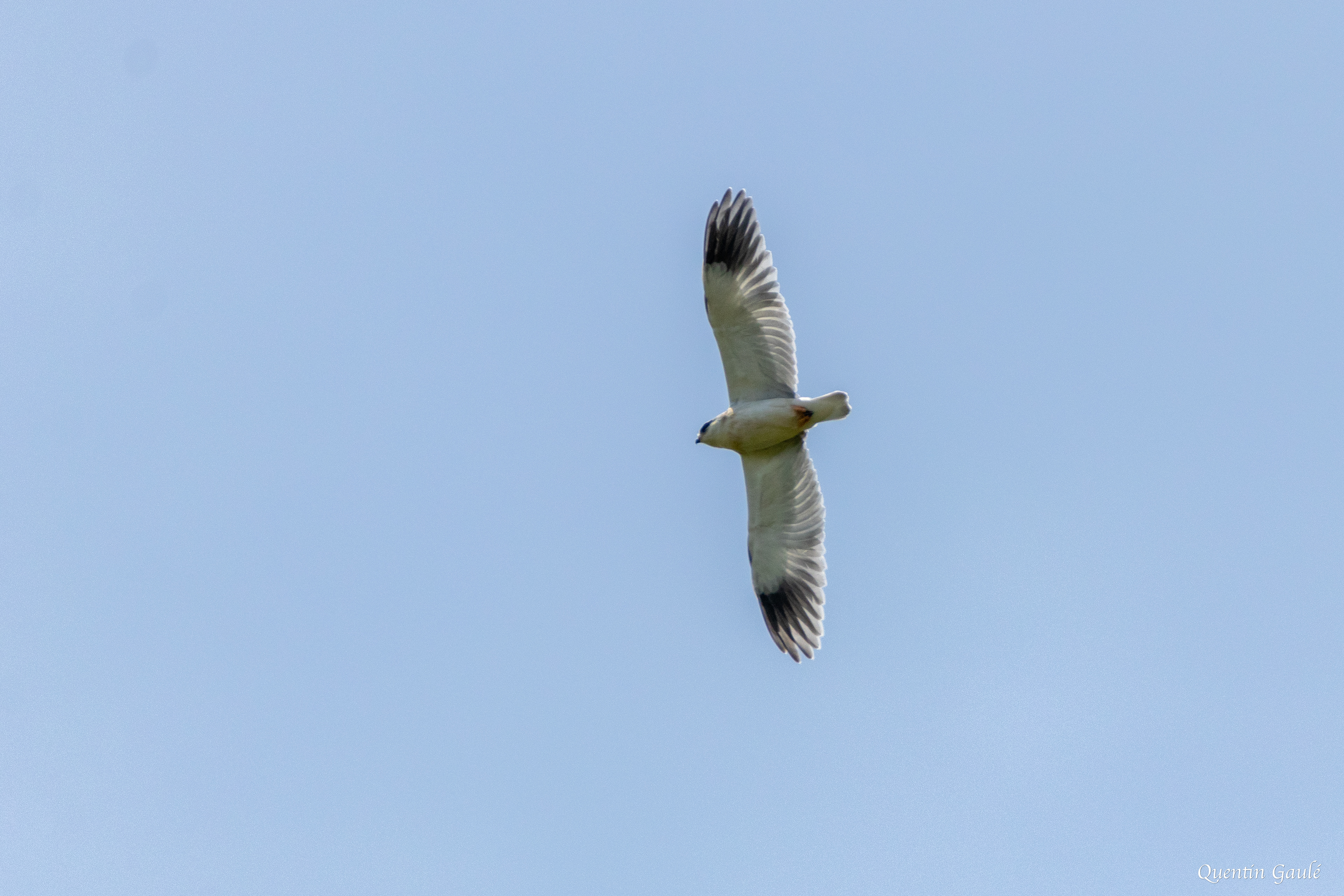 Élanion blanc (Elanus caeruleus) - Millac, Vienne (86)