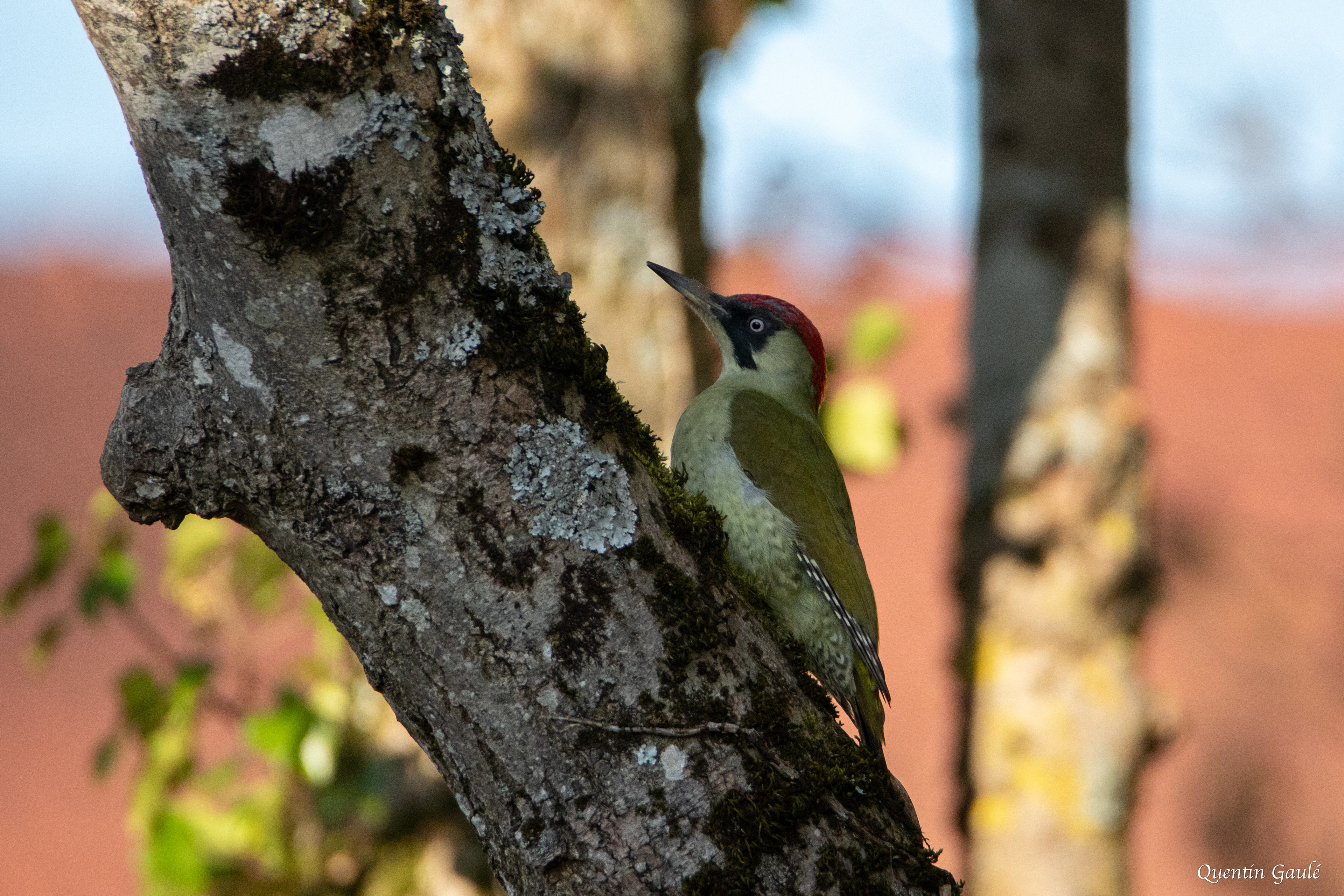 Pic vert (Picus viridis) - Langres, Haute-Marne (52)