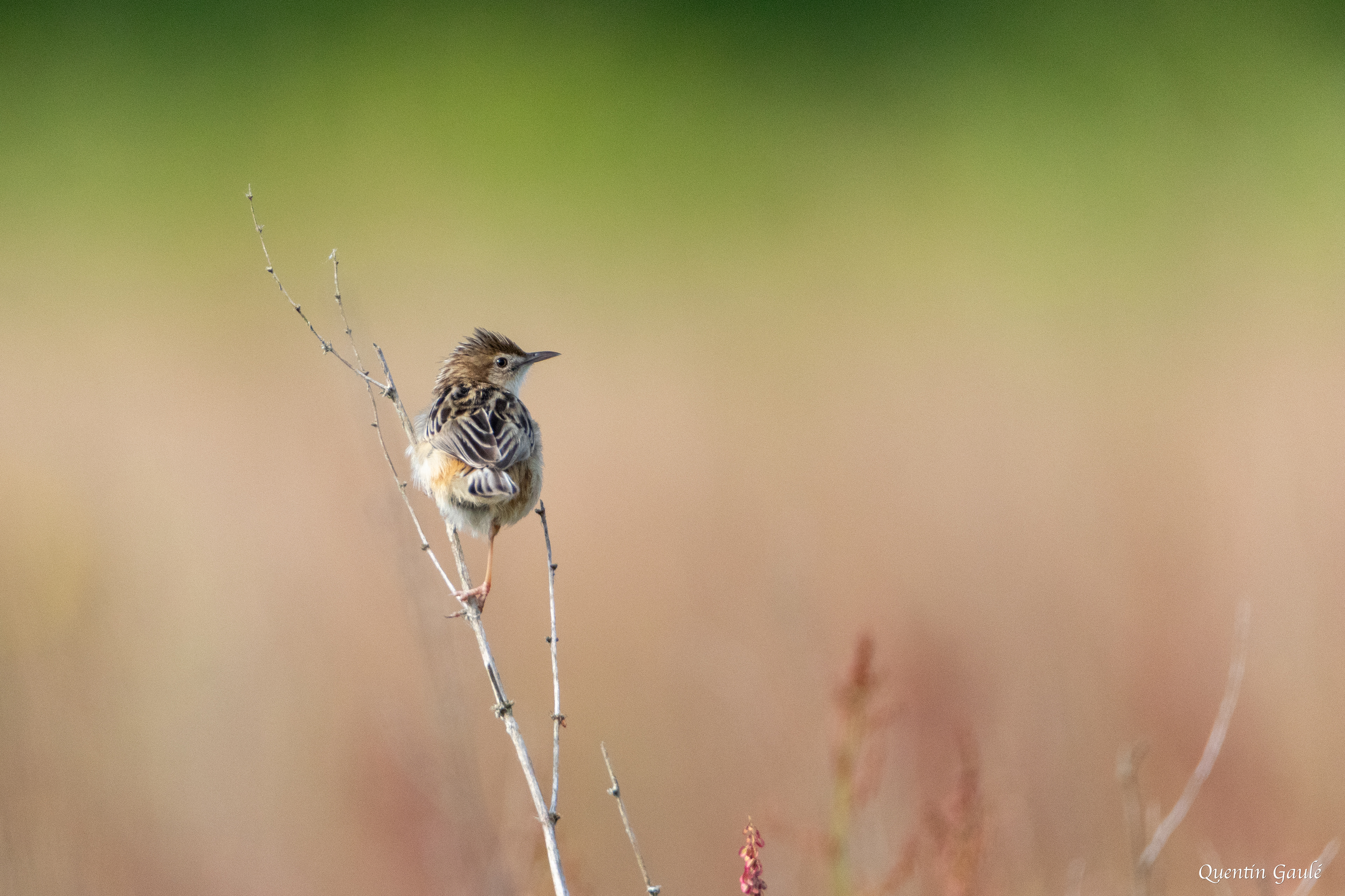 Cisticole des joncs (Cisticola juncidis) - Brigueil-le-Chantre, Vienne (86)