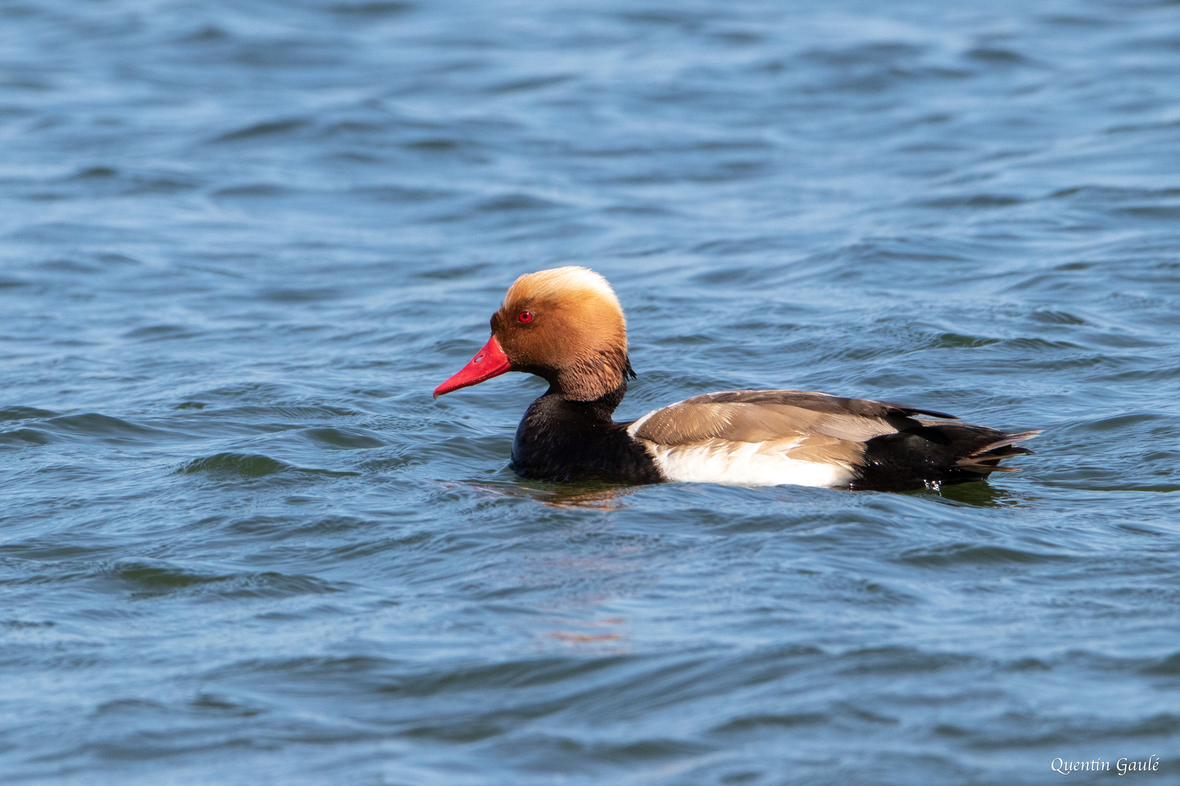 Nette rousse (Netta rufina) - Parc Naturel du Delta de l'Èbre, Catalogne (Espagne)