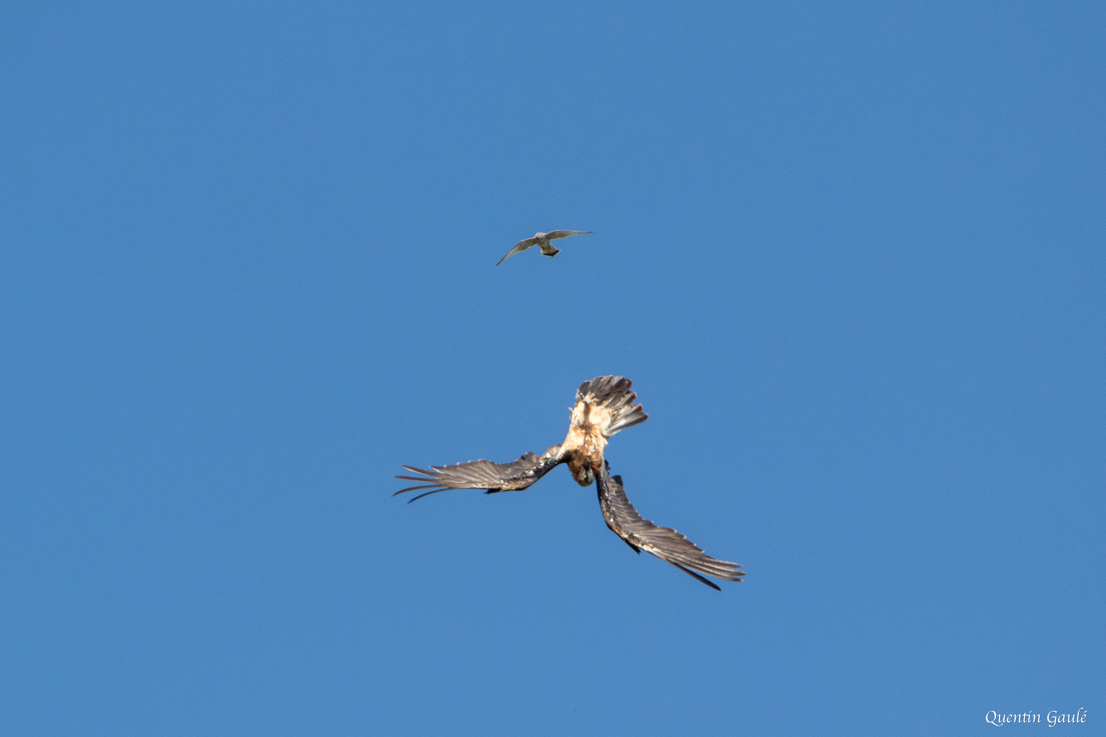 Gypaète barbu (Gypaetus barbatus) - Étang d'Eychelle, Bethmale, Ariège (09)