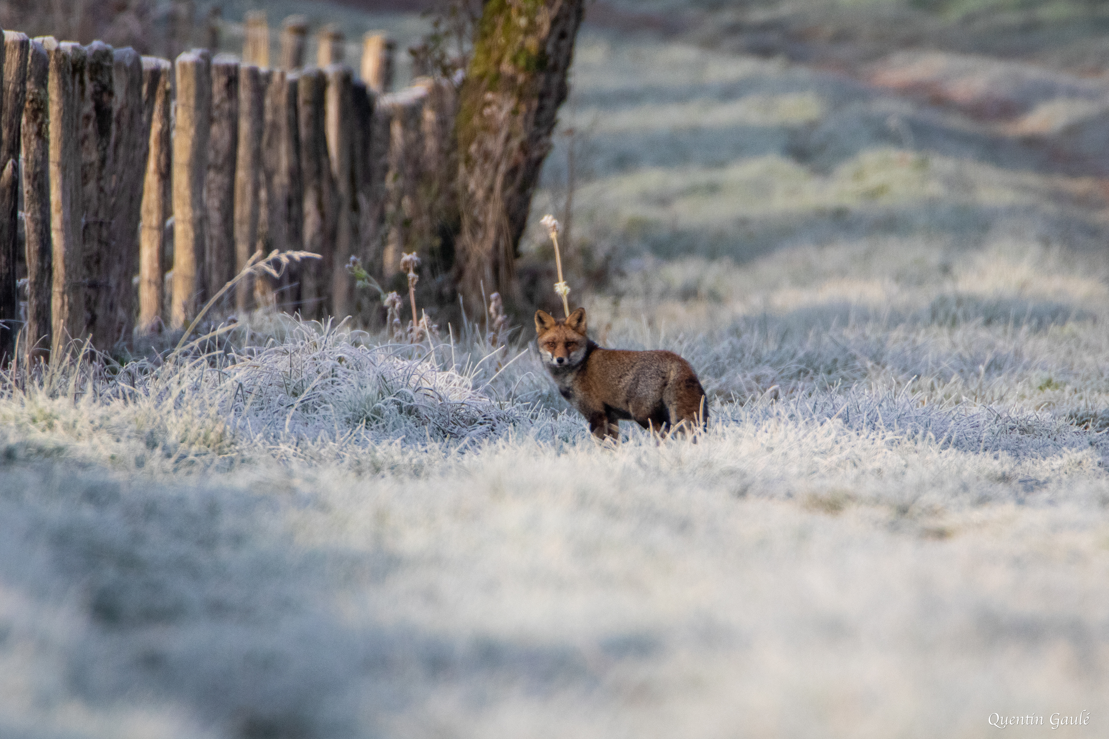 Renard roux (Vulpes vulpes) - Lac de Charmes (52)