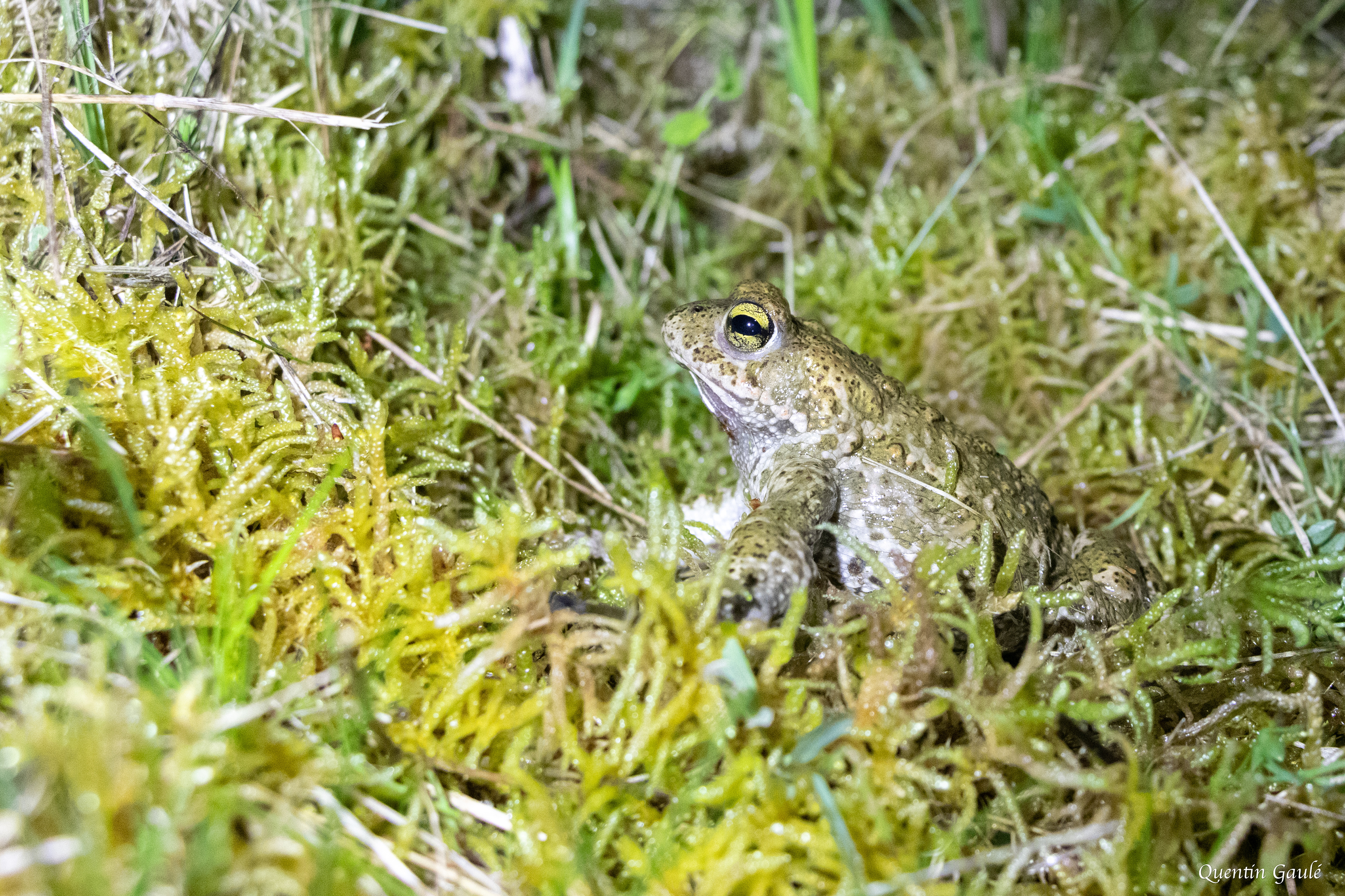 Crapaud calamite (Epidalea calamita) - Brive-la-Gaillarde (19)