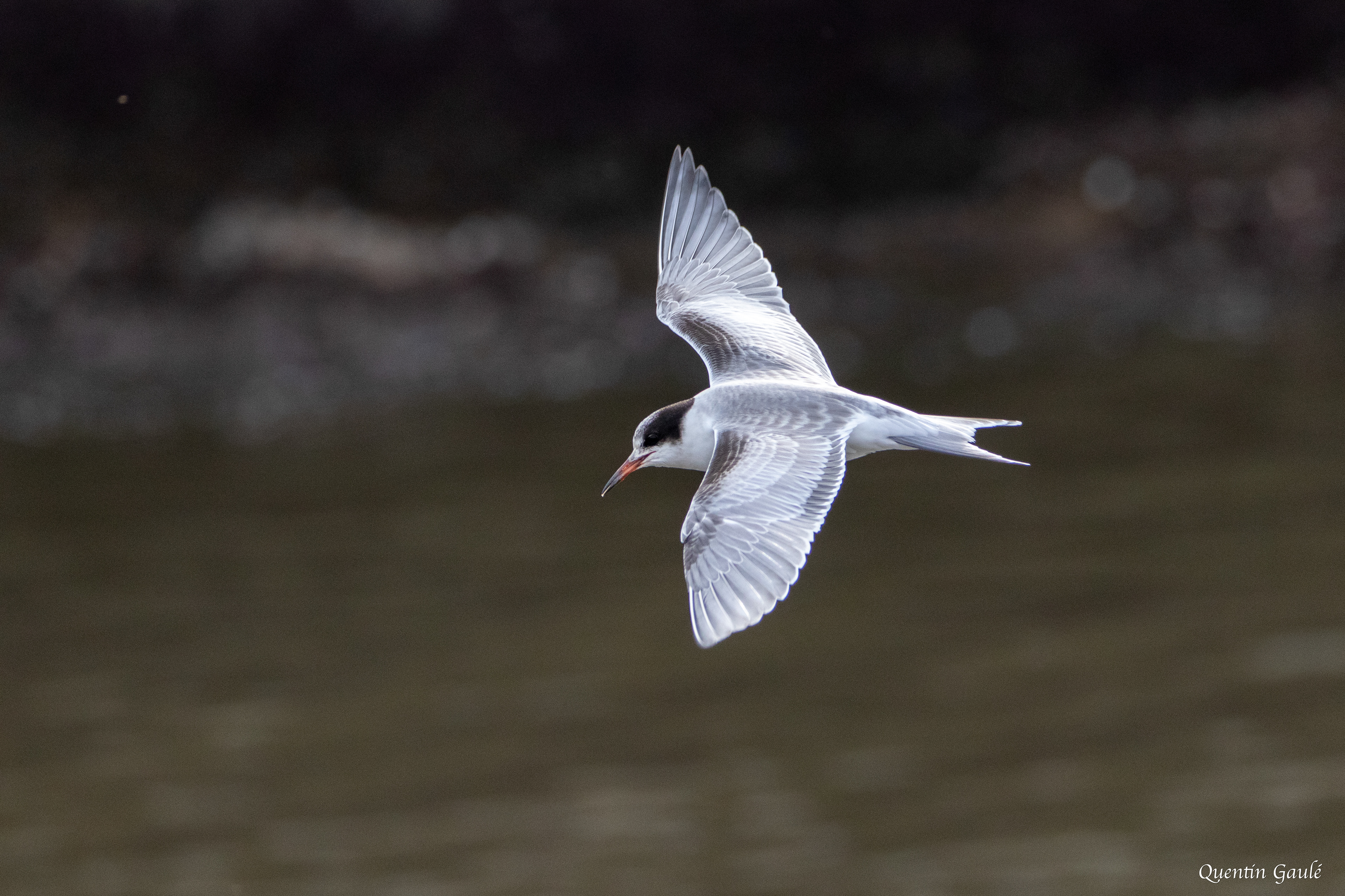 Sterne pierregarin (Sterna hirundo) - Capbreton (40)