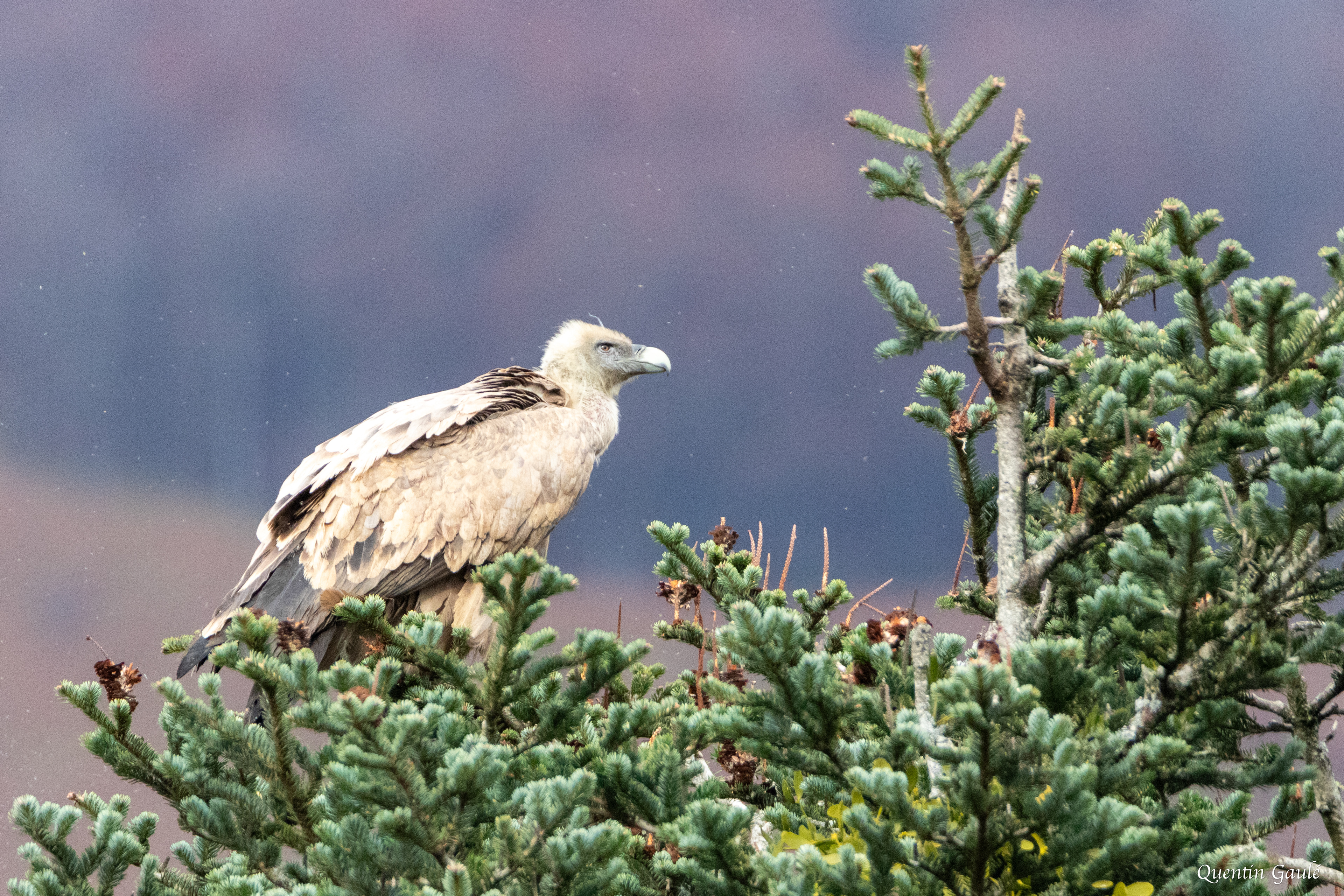 Vautour fauve (Gyps fulvus) - Lescun, Pyrénées-Atlantiques (64)