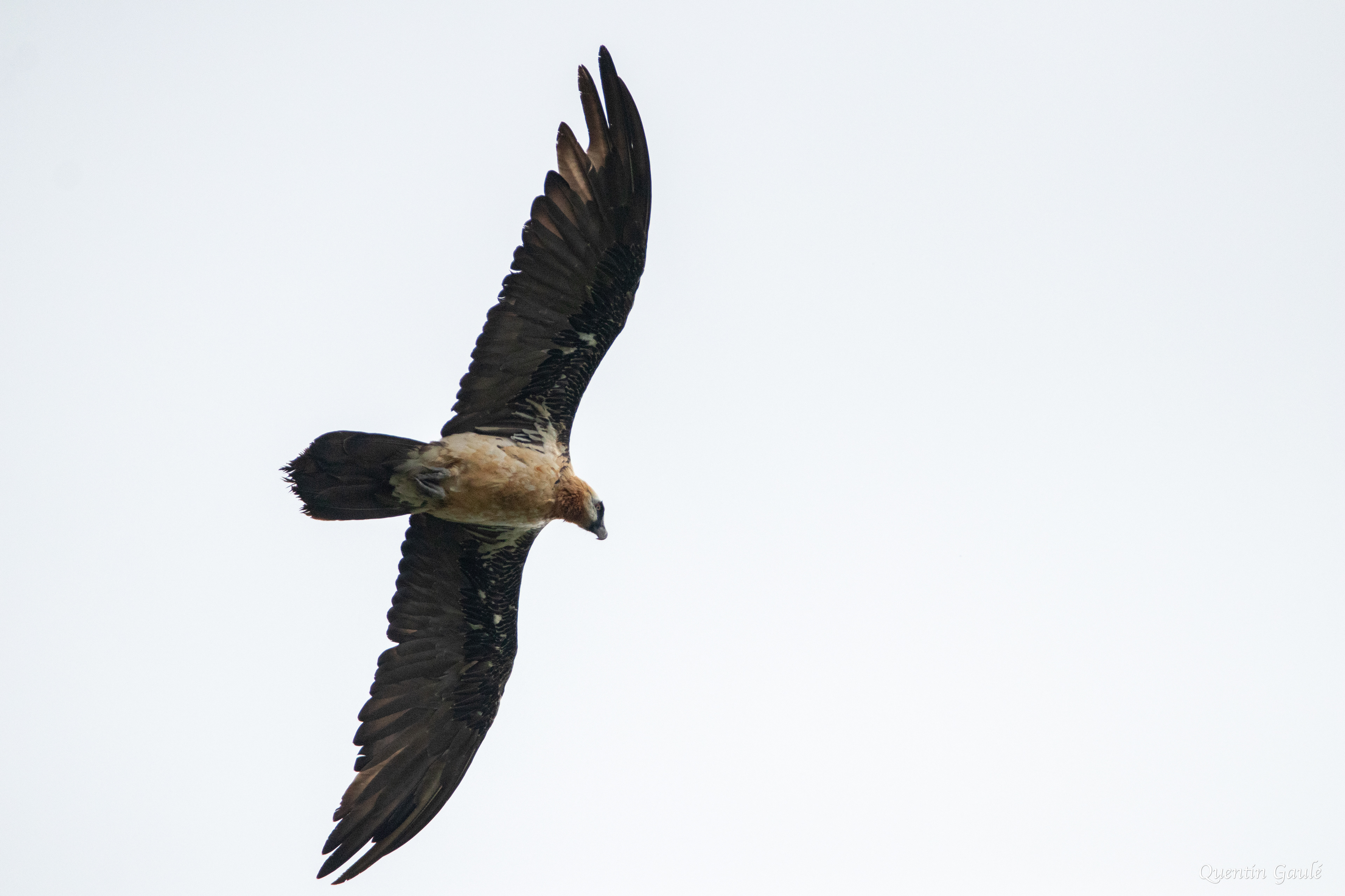 Gypaète barbu (Gypaetus barbatus) - Gourette, Eaux-Bonnes, Pyrénées-Atlantiques (64)