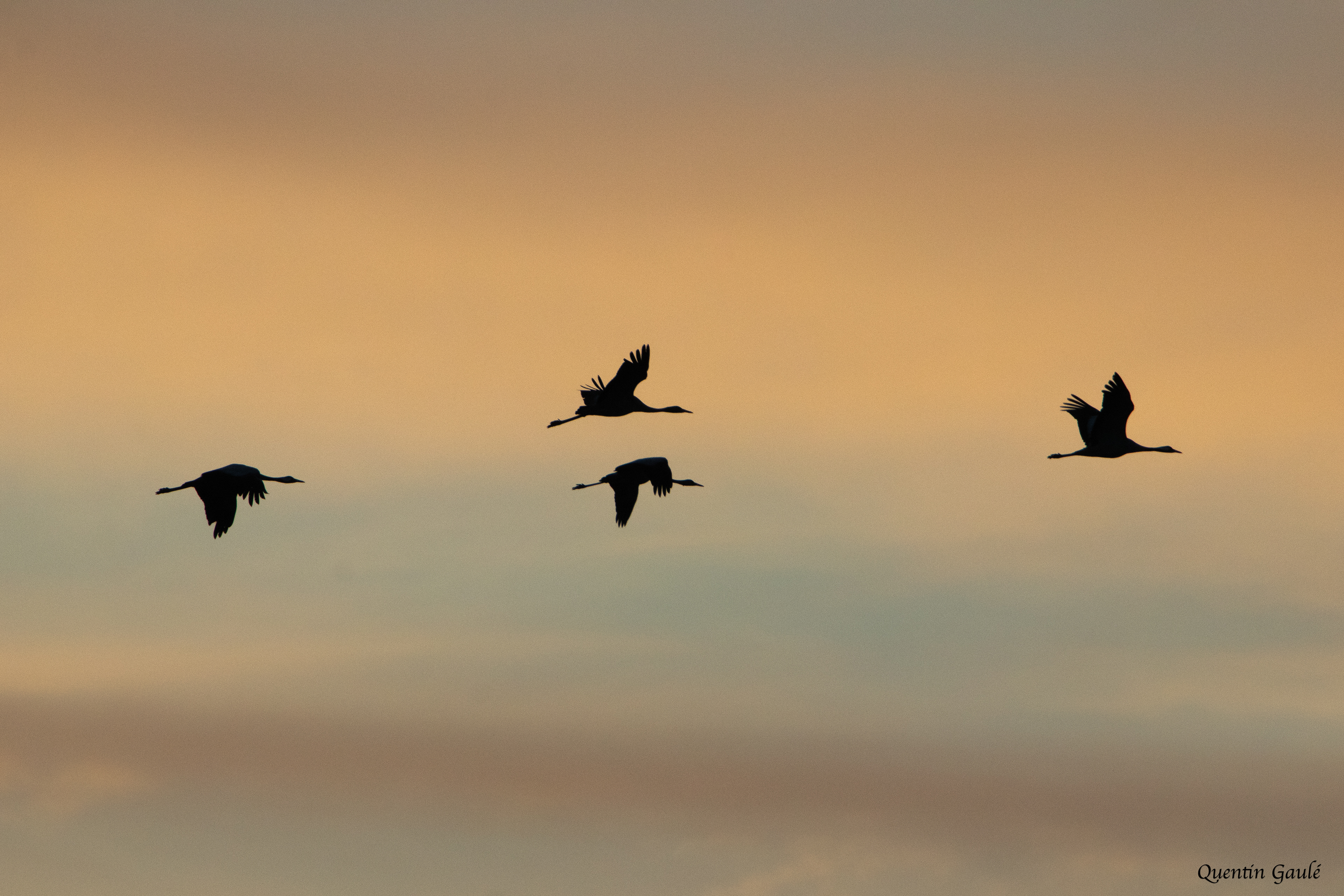 Grue cendrée (Grus grus) - Riaucourt (52)