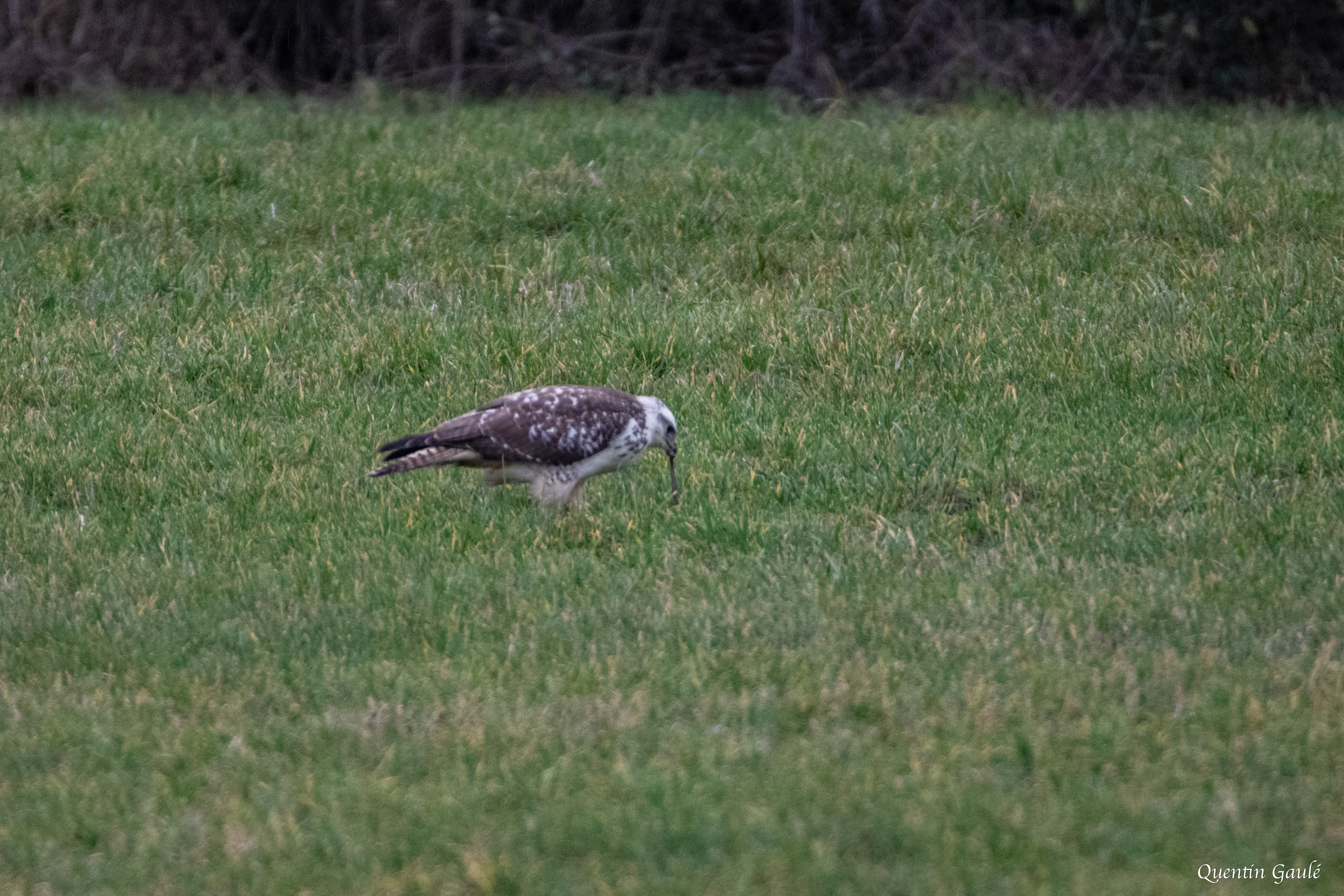 Buse variable (Buteo buteo) - Langres, Haute-Marne (52)
