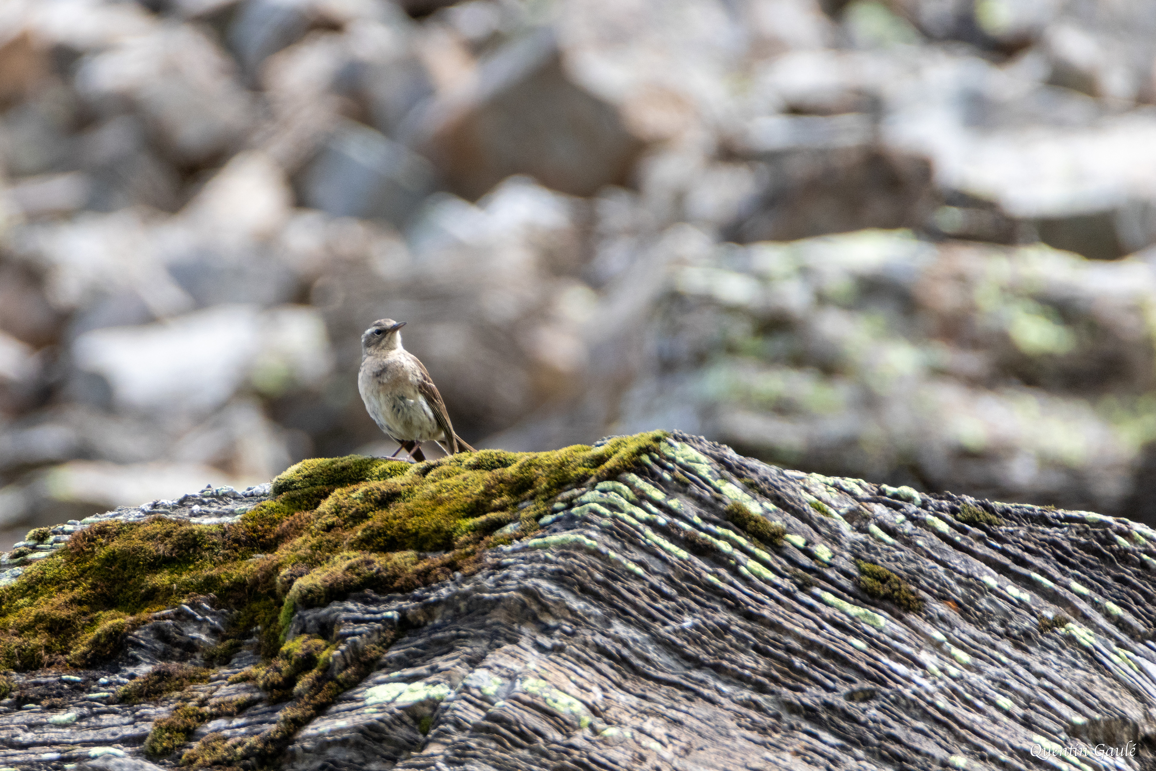 Pipit spioncelle (Anthus spinoletta) - Étang d'Eychelle, Bethmale, Ariège (09)