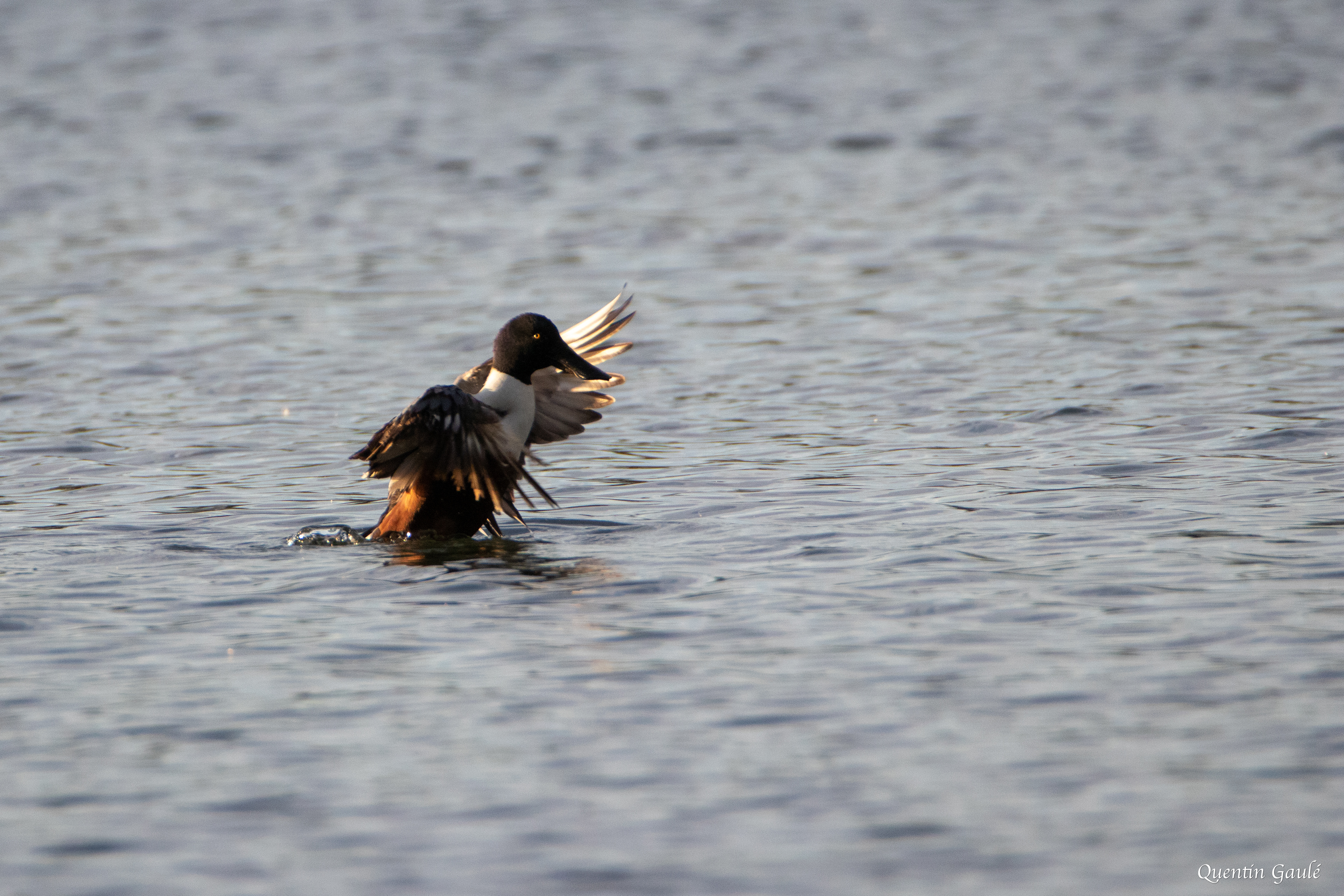 Canard souchet (Spatula clypeata) - Lac d'Orthez, Pyrénées-Atlantiques (64)
