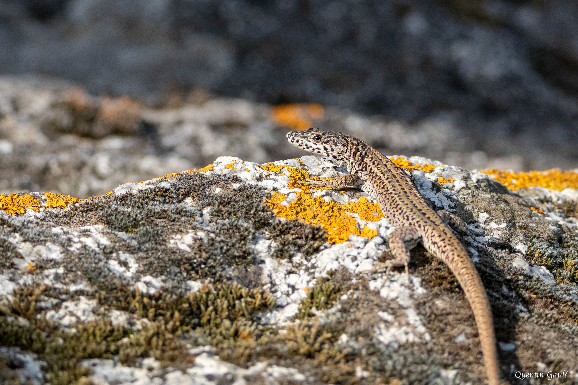 Lézard catalan (Podarcis liolepis) - Estany de Vilaüt, Catalogne (Espagne)