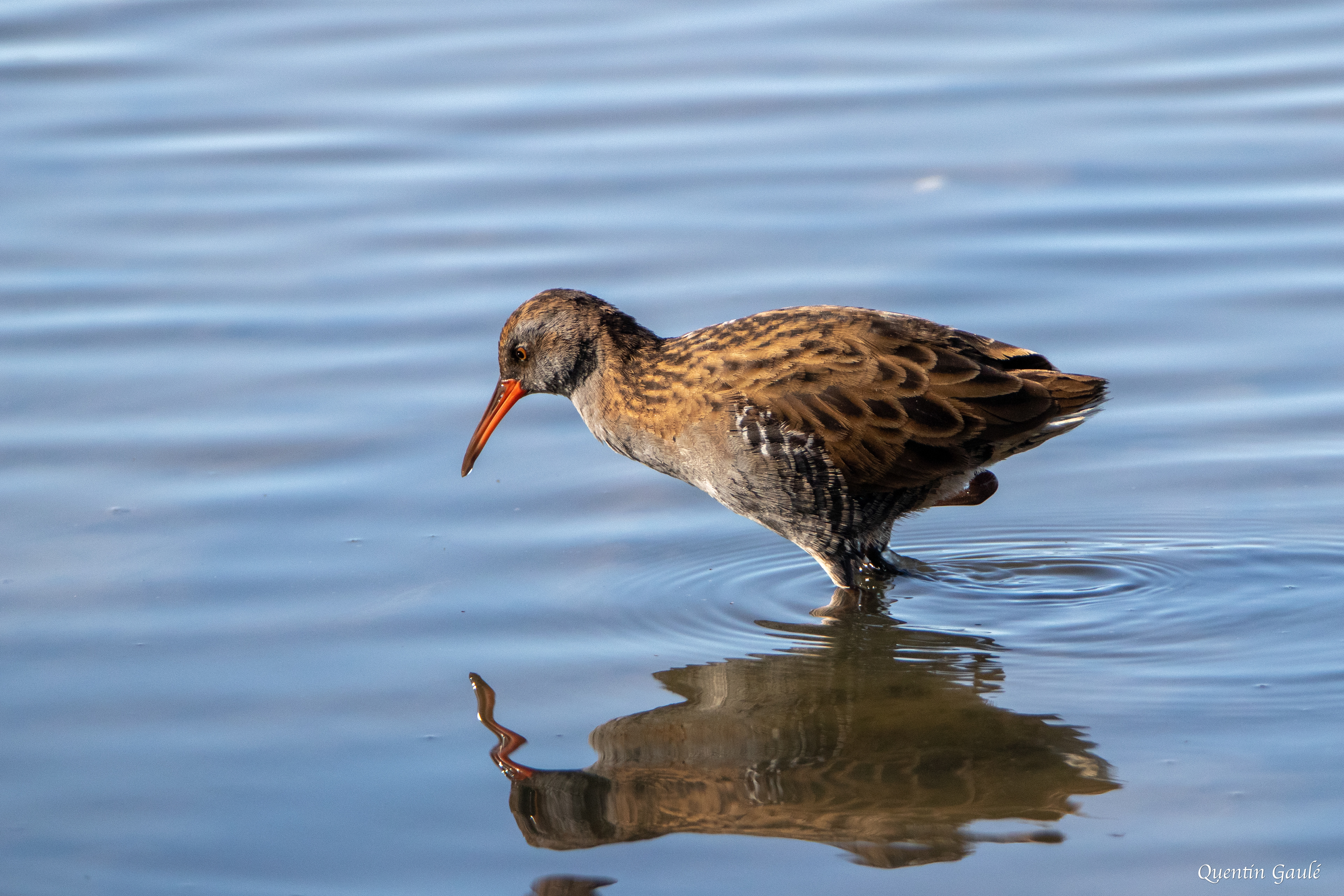 Râle d'eau (Rallus aquaticus) - Réserve ornithologique du Teich, Gironde (33)