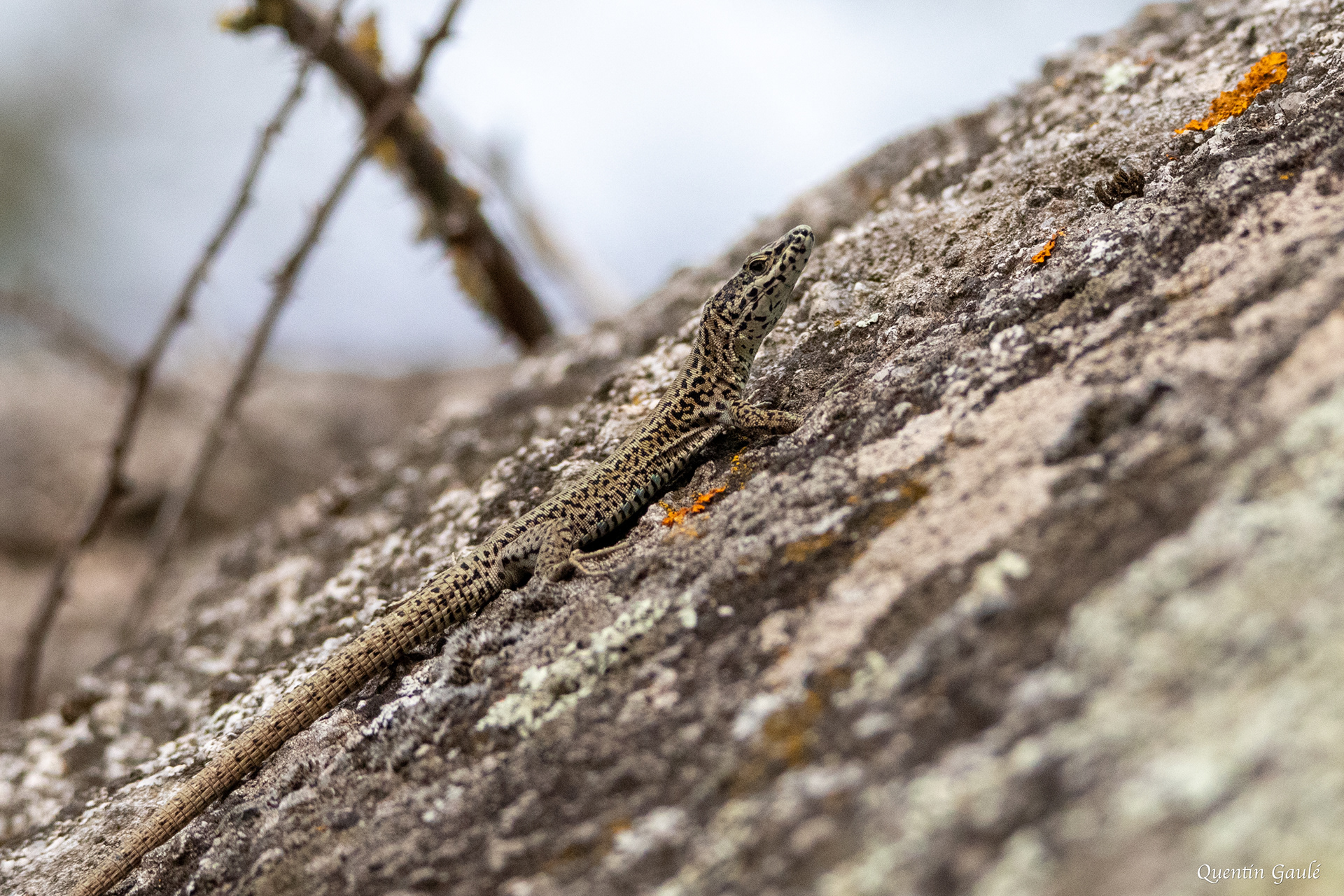 Lézard catalan (Podarcis liolepis) - Estany de Vilaüt, Catalogne (Espagne)