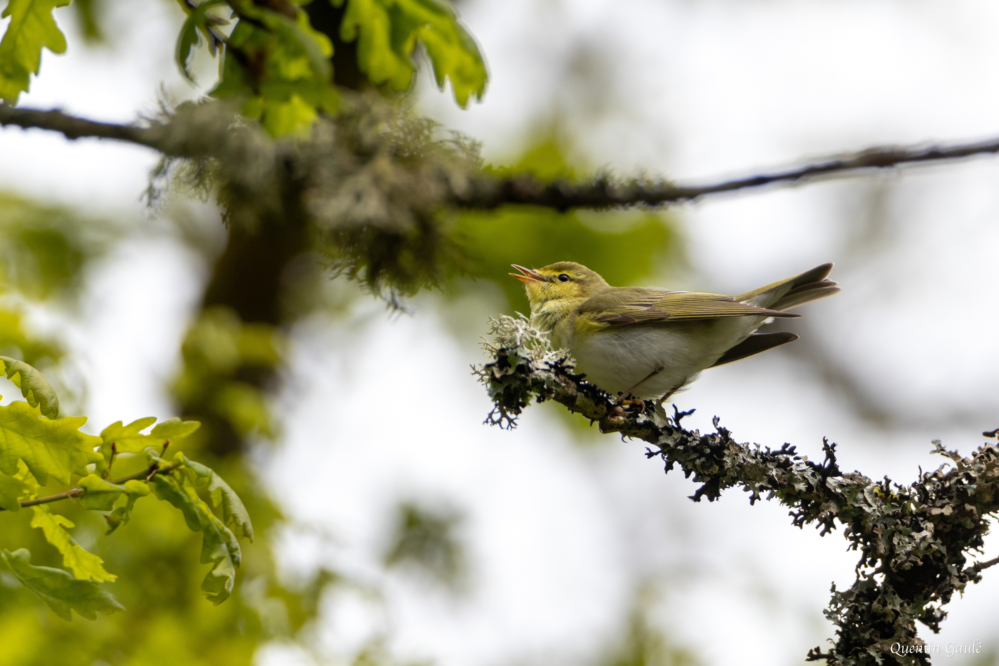 Pouillot siffleur (Phylloscopus sibilatrix) - Saint-Pardoux-Morterolles (23)
