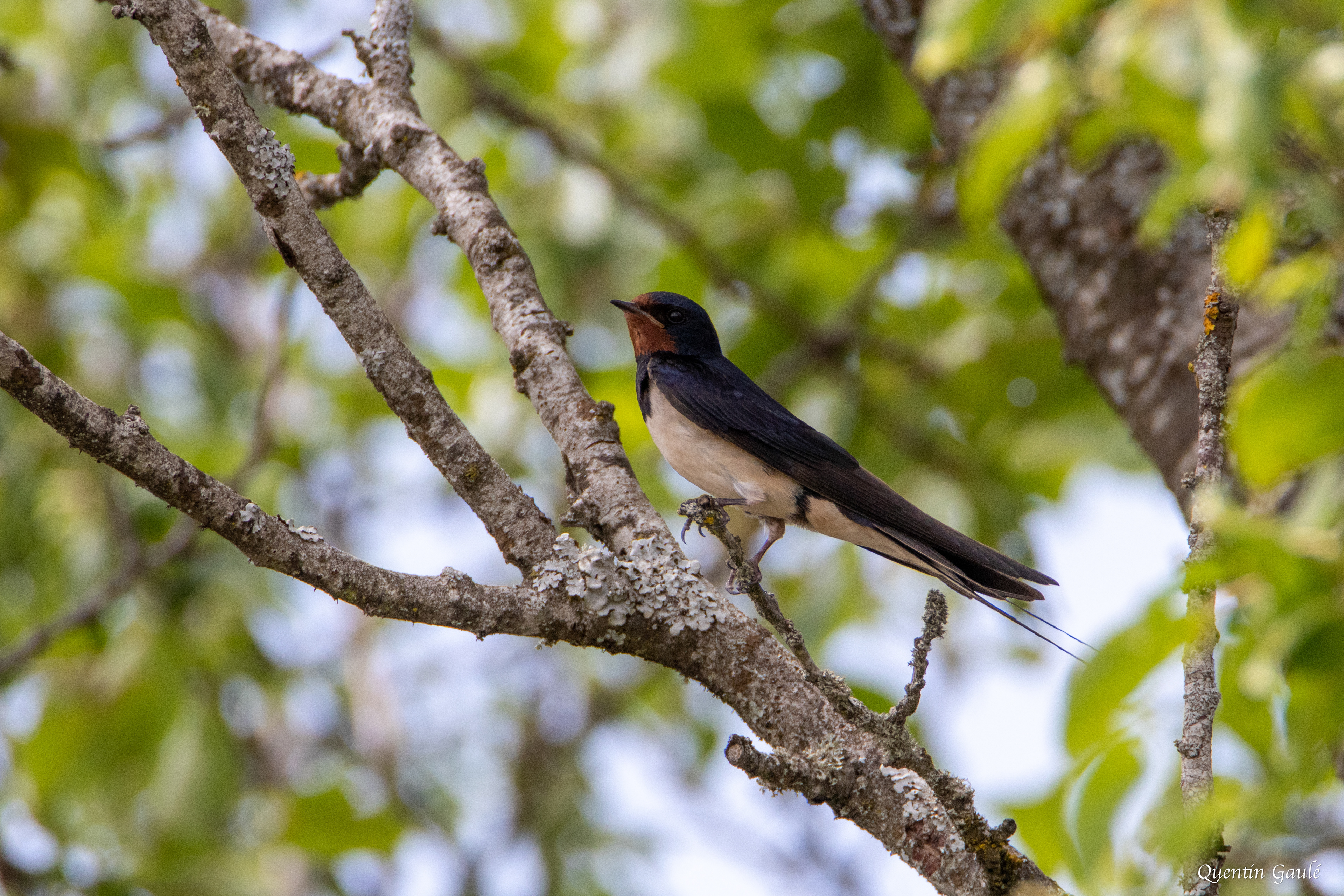 Hirondelle rustique (Hirundo rustica) - Saint-Laurent-la-Roche (39)