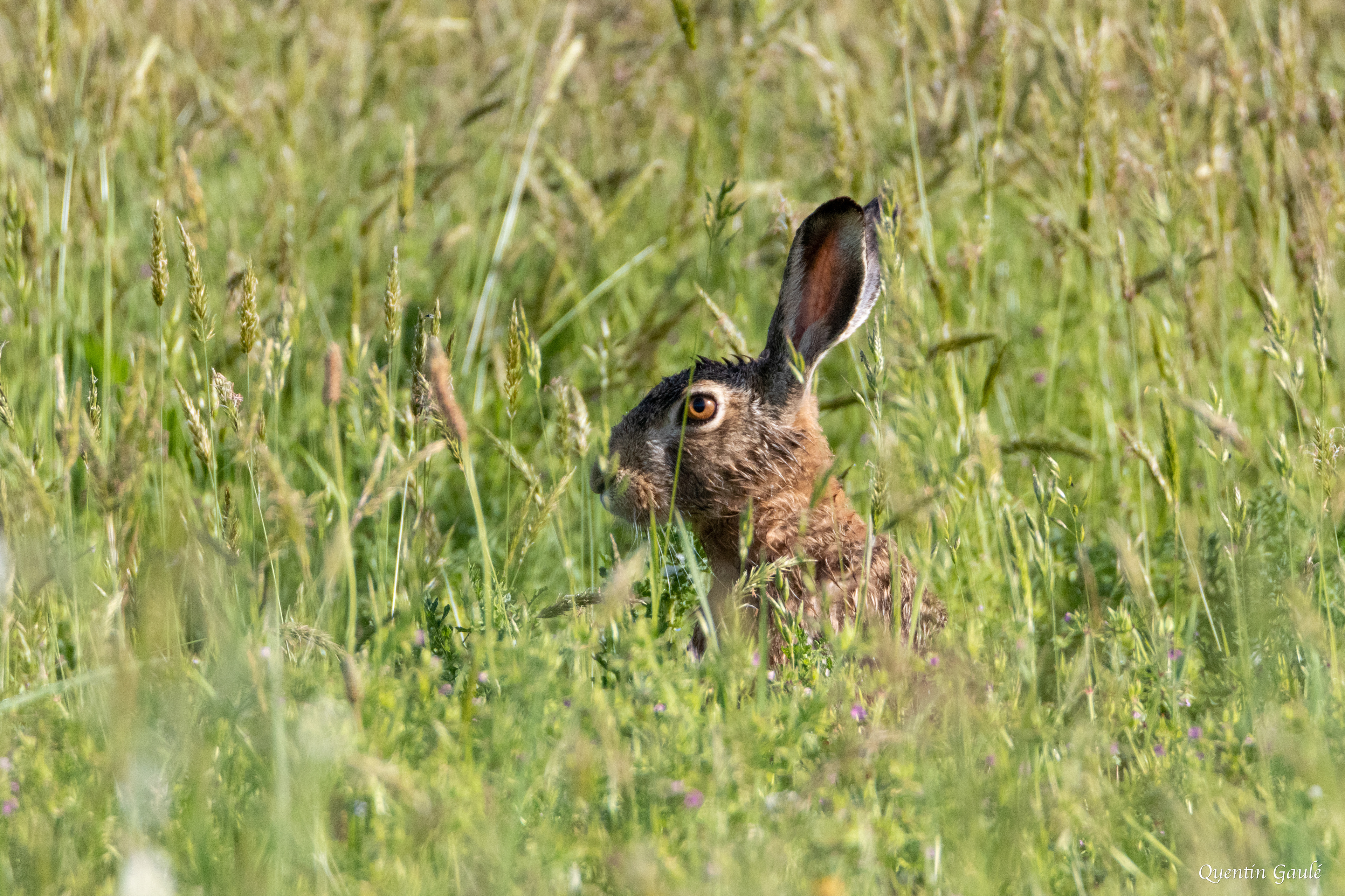 Lièvre d'Europe (Lepus europaeus) - Lizant (16)