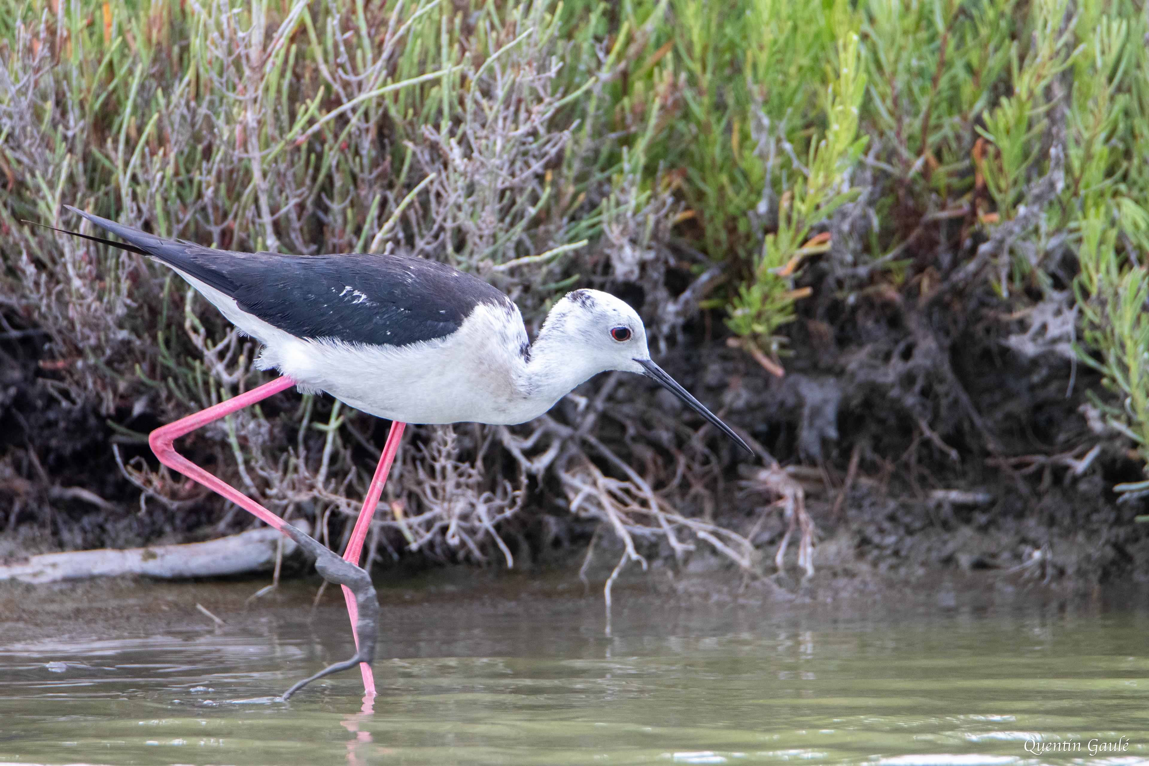 Échasse blanche (Himantopus himantopus) - Parc ornithologique du Pont de Gau, Bouches-du-Rhône (13)