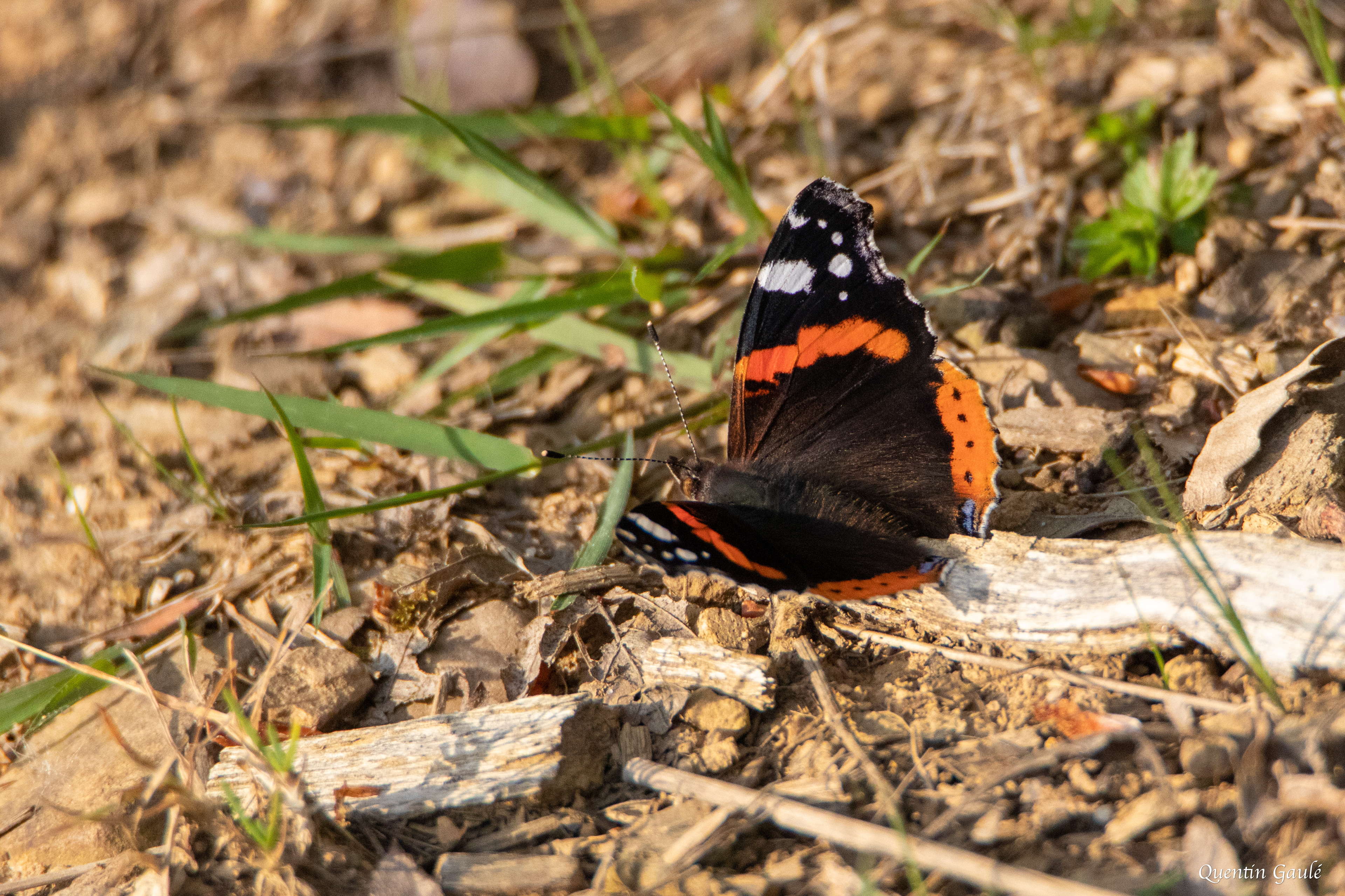 Vulcain (Vanessa atalanta) - Gelos (64)
