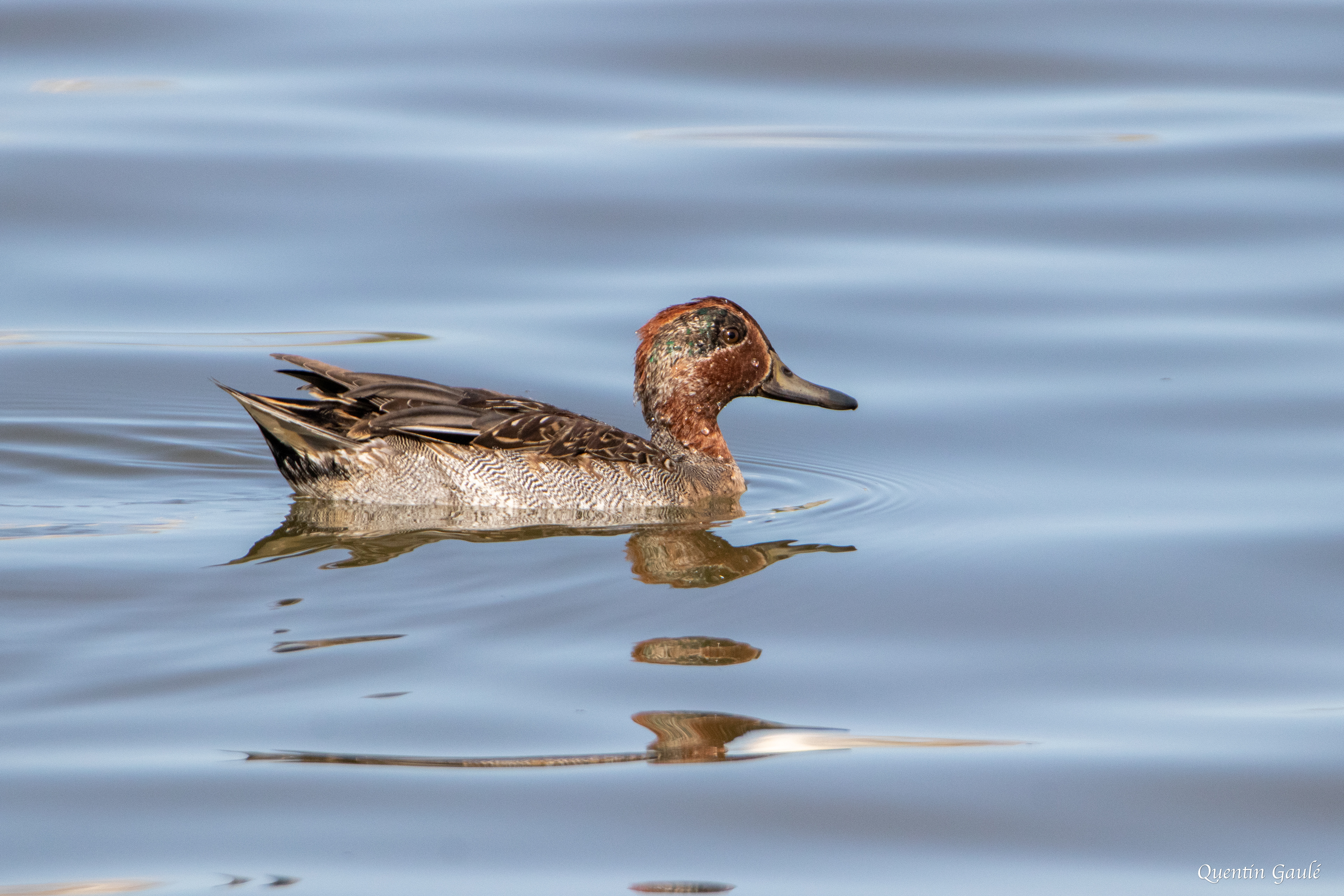 Sarcelle d'hiver (Anas crecca) - Réserve ornithologique du Teich, Gironde (33)