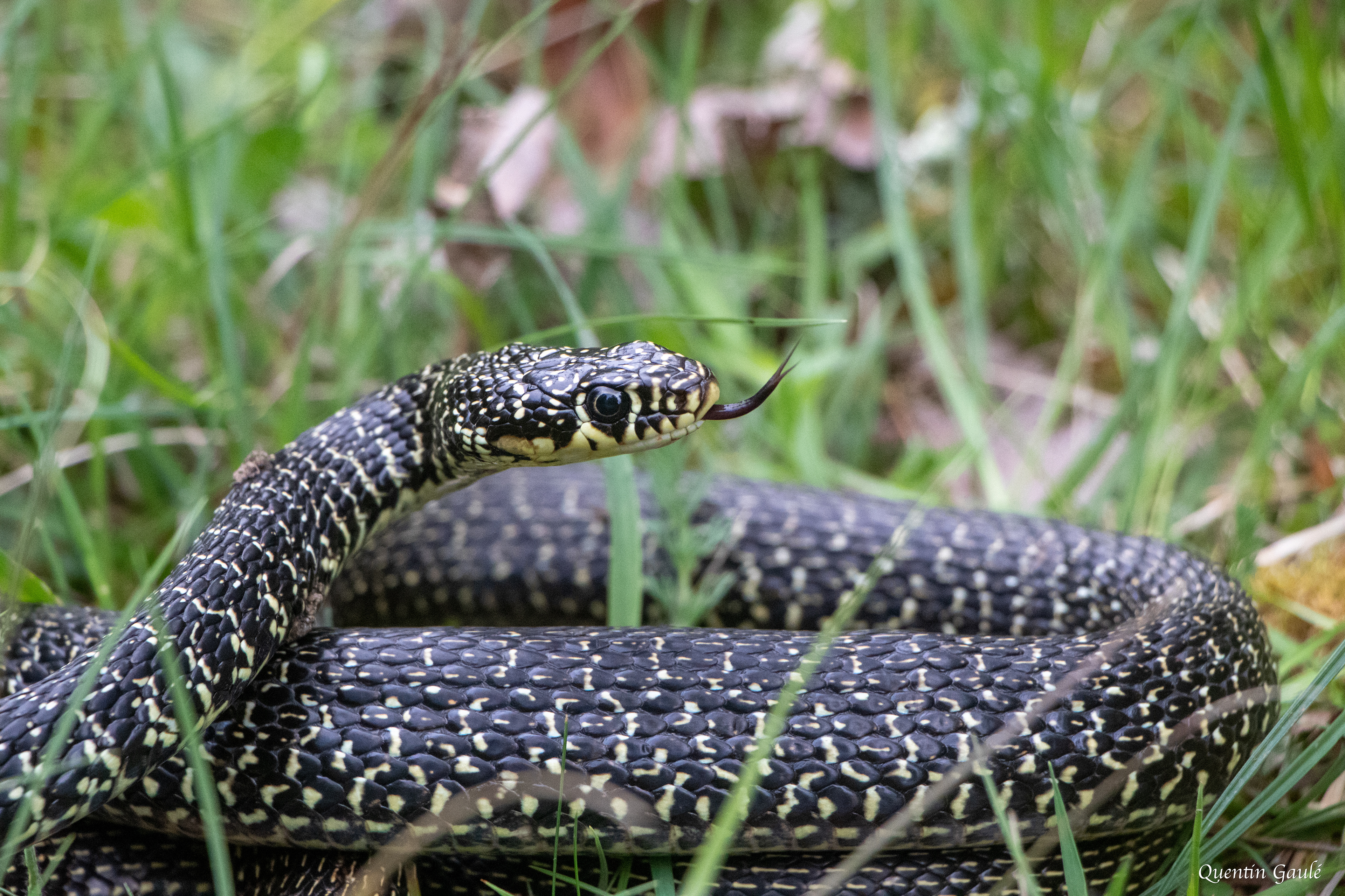 Couleuvre verte et jaune (Hierophis viridiflavus) - Juillan, Hautes-Pyrénées (65)
