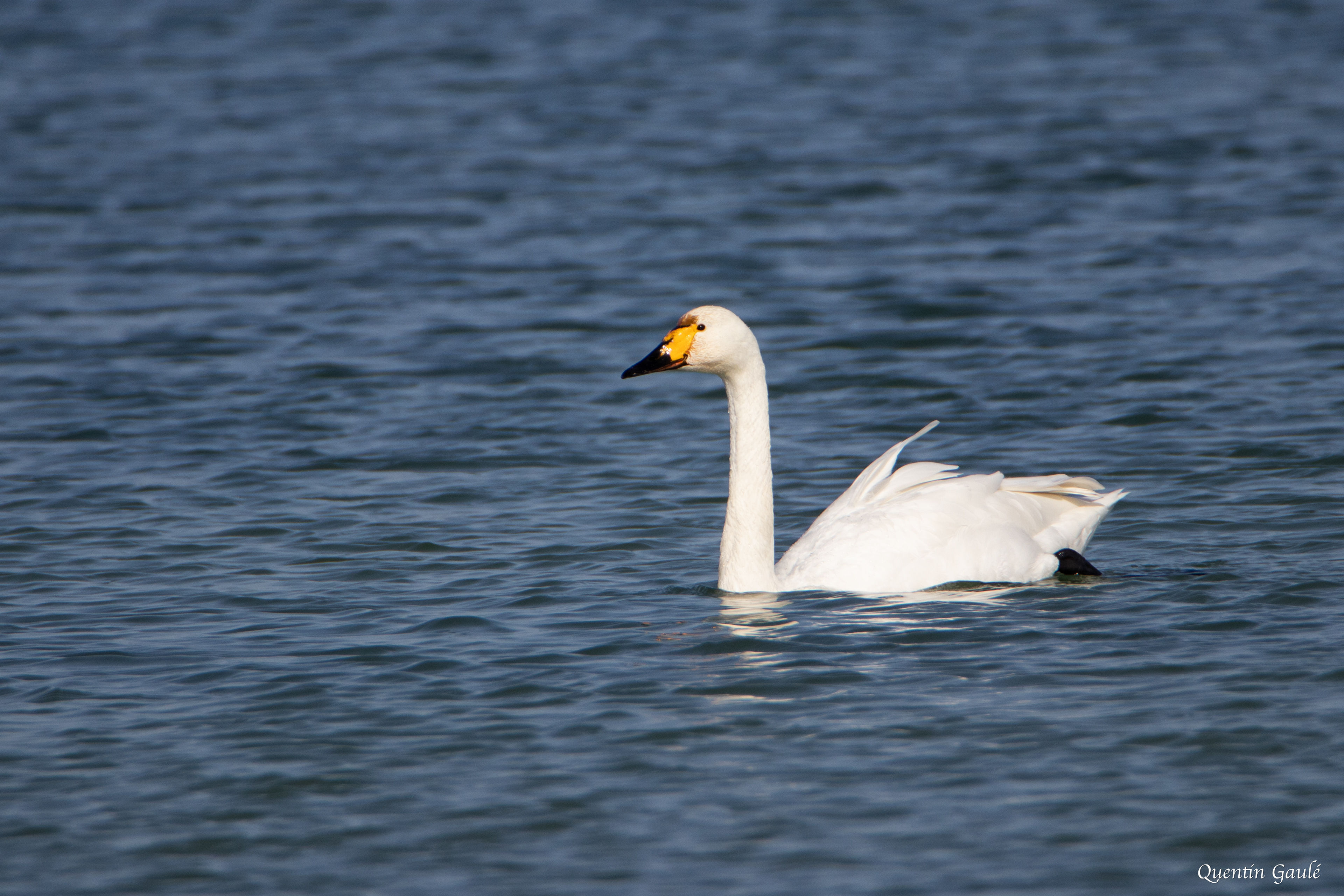 Cygne de Bewick (Cygnus columbianus bewickii) - Lac du Der-Chantecoq, Marne (51)