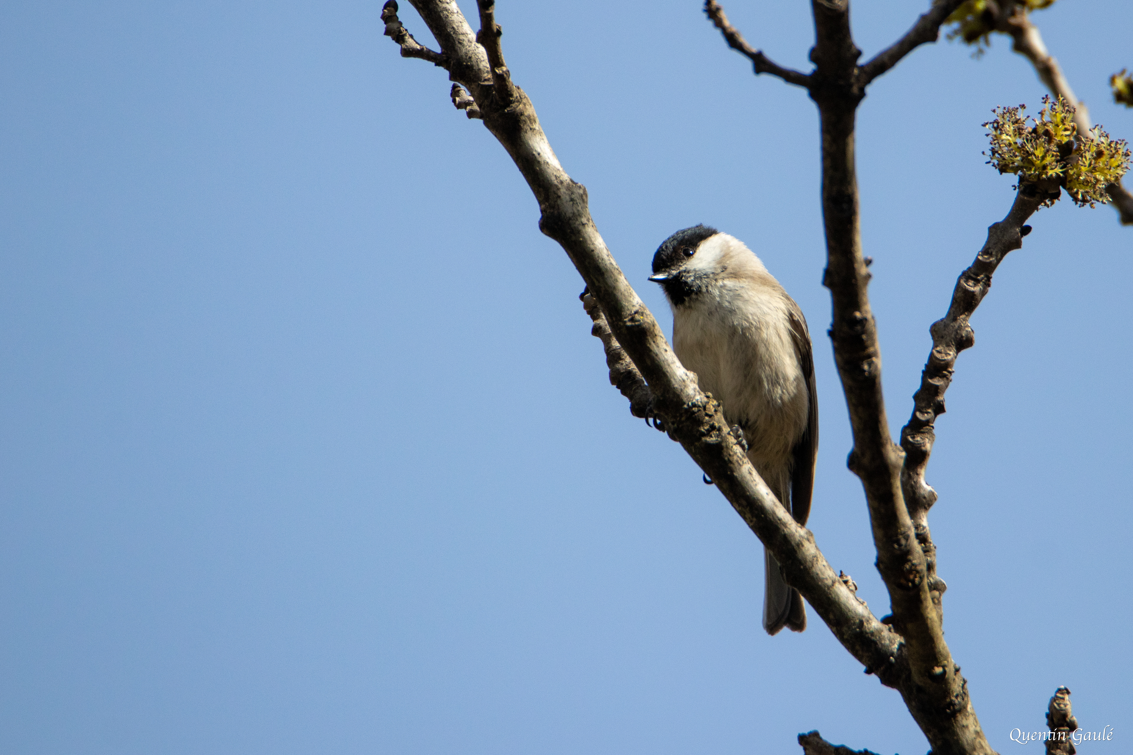 Mésange nonnette (Poecile palustris) - Etsaut (64)