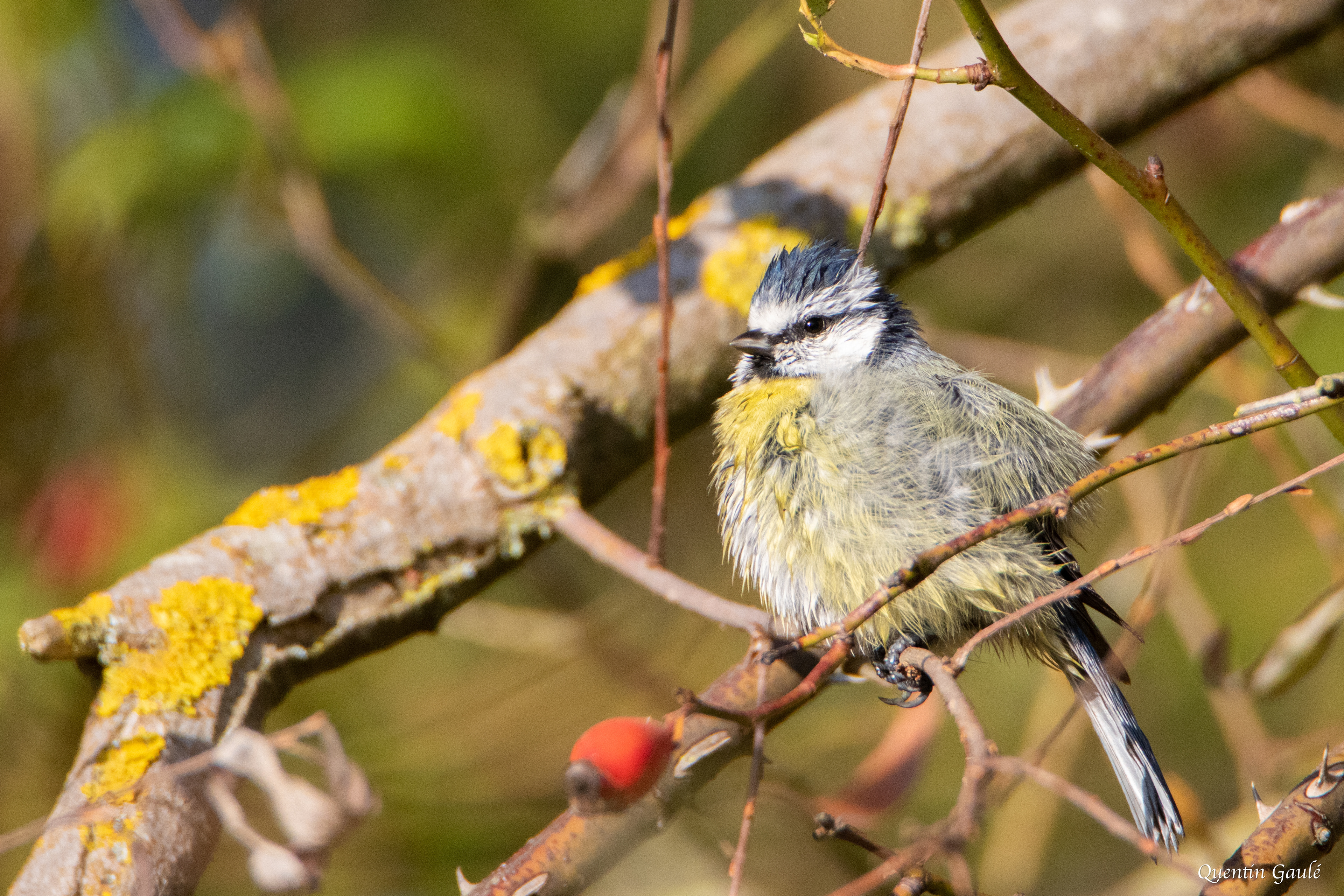 Mésange bleue (Cyanistes caeruleus) - Matignicourt-Goncourt (51)